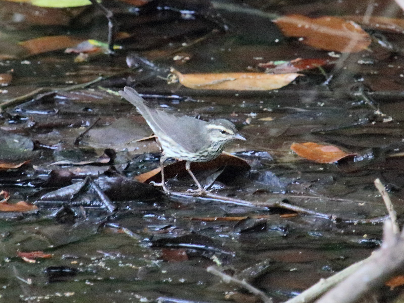 paruline_des_ruisseaux_-_parkesia_noveboracensis2bd