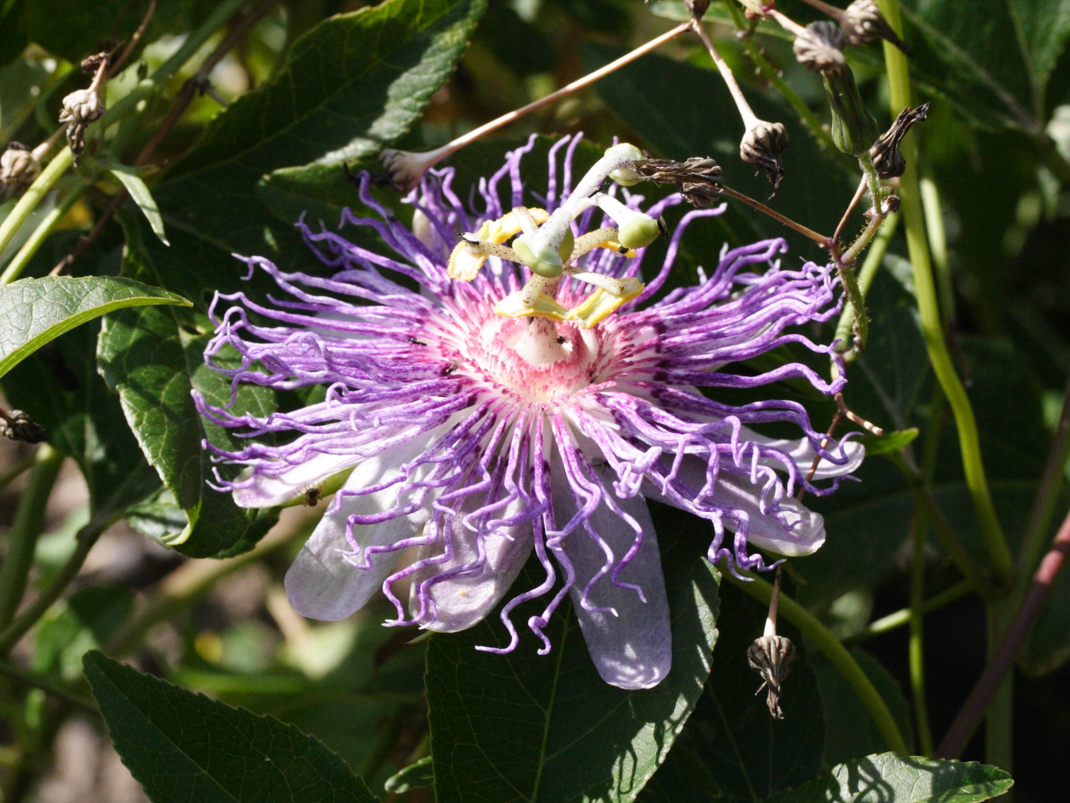 passiflora_incarnata2md