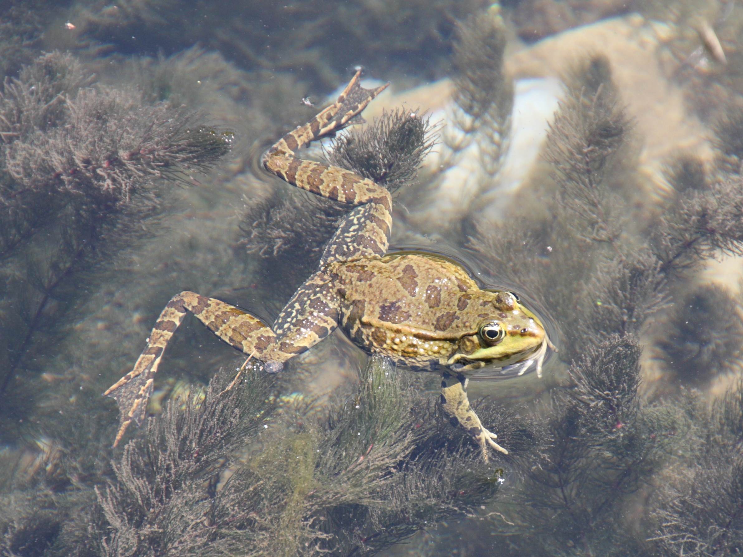 pelophylax_ridibundus5bd