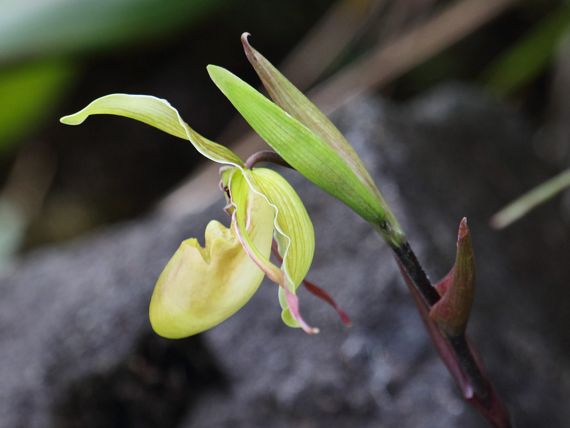 phragmipedium_longifolium3bd