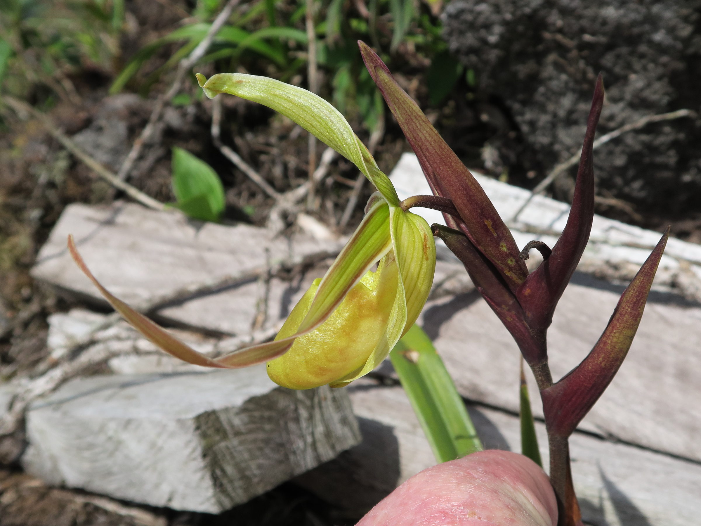 phragmipedium_longifolium4md
