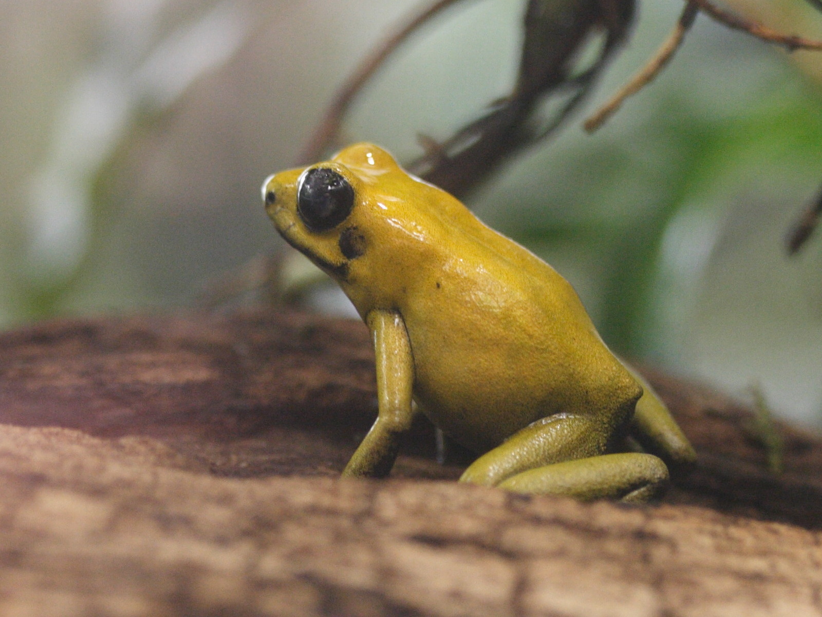 phyllobates_terribilis2md