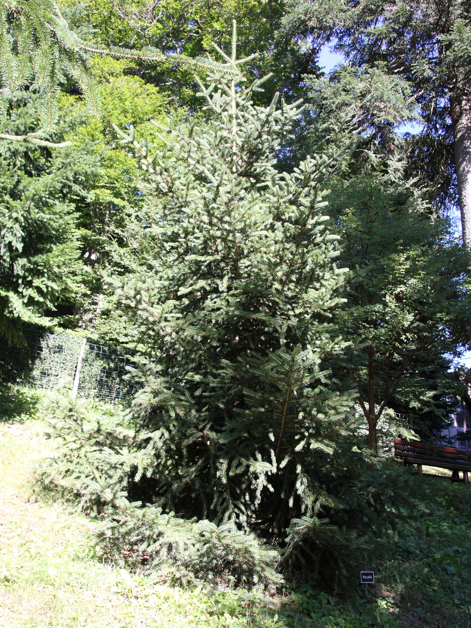 picea_polita1md