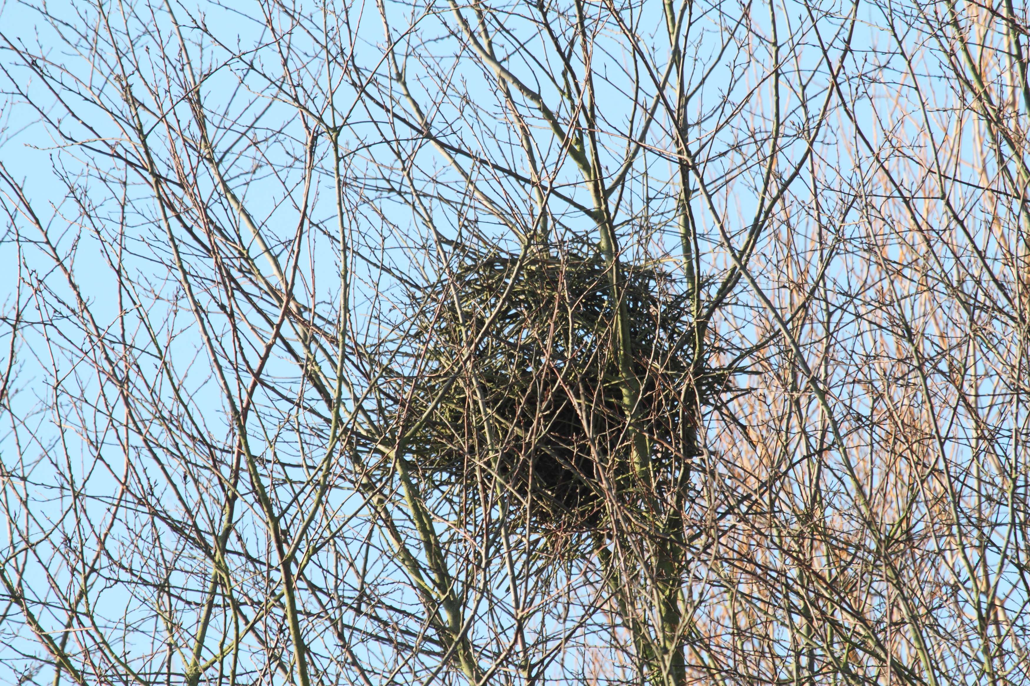 pie_bavarde_-_pica_pica2bd