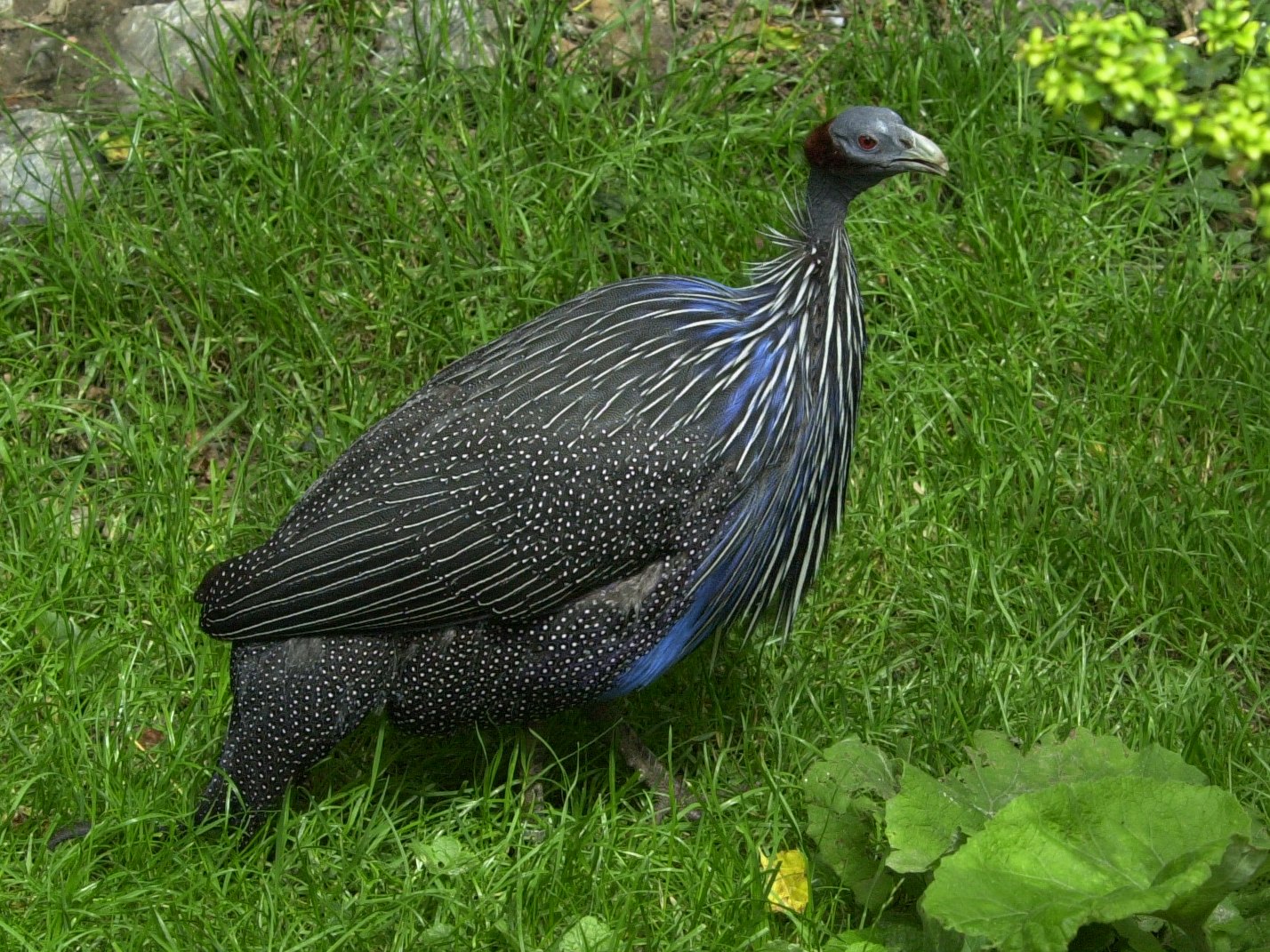 pintade_vulturine_-_acryllium_vulturinum1md