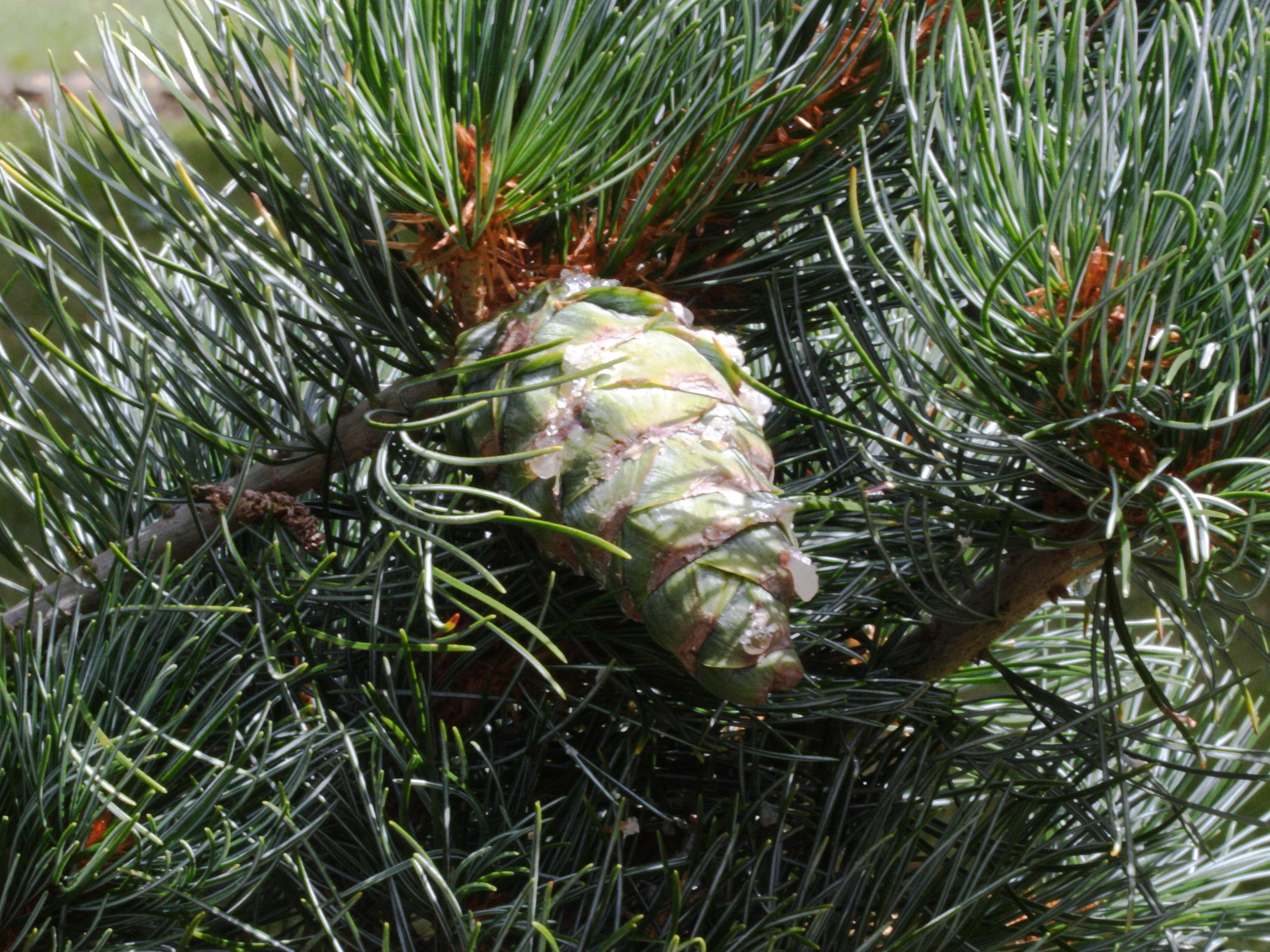 pinus_parviflora3md