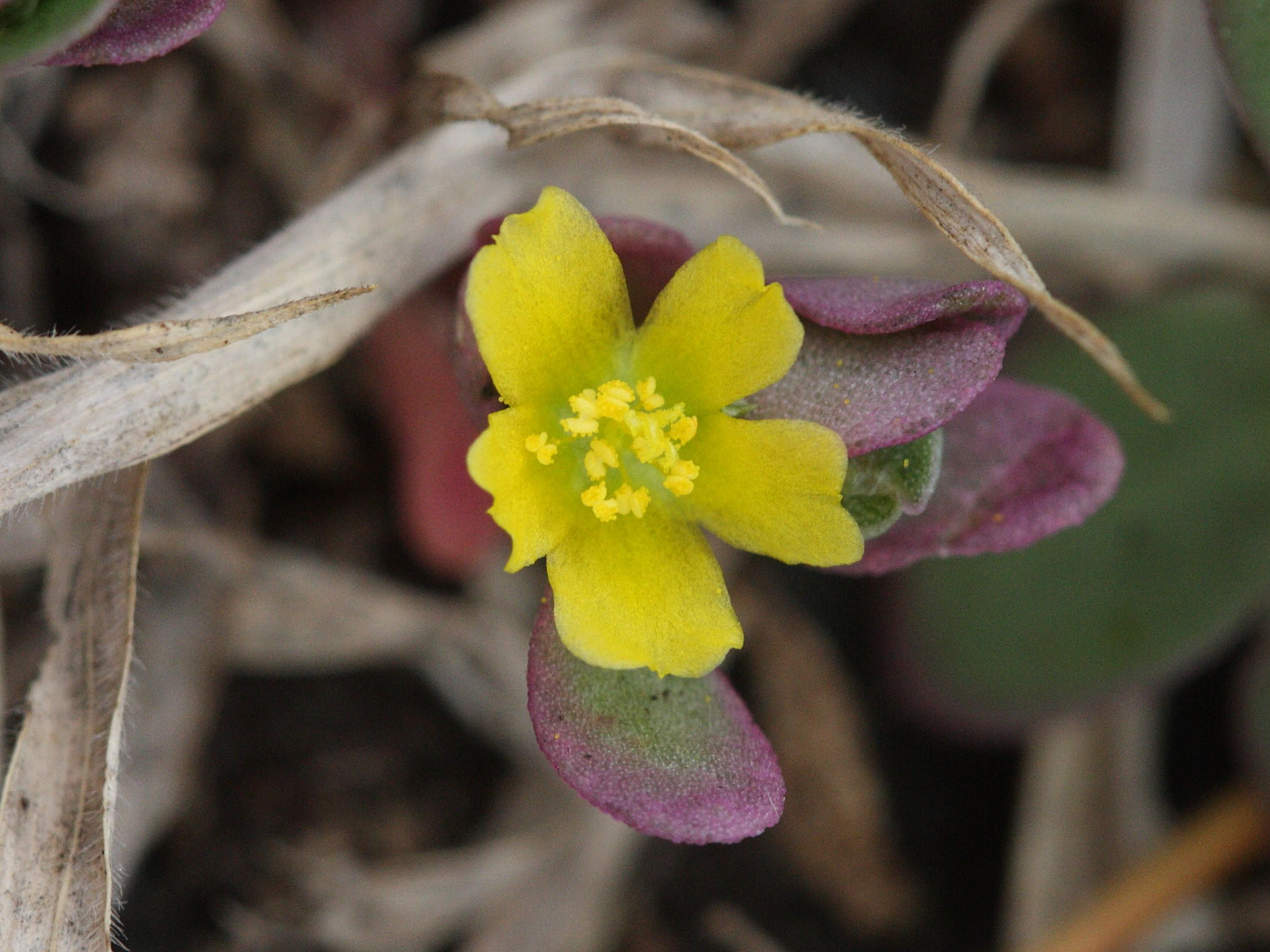 portulaca_oleracea6md