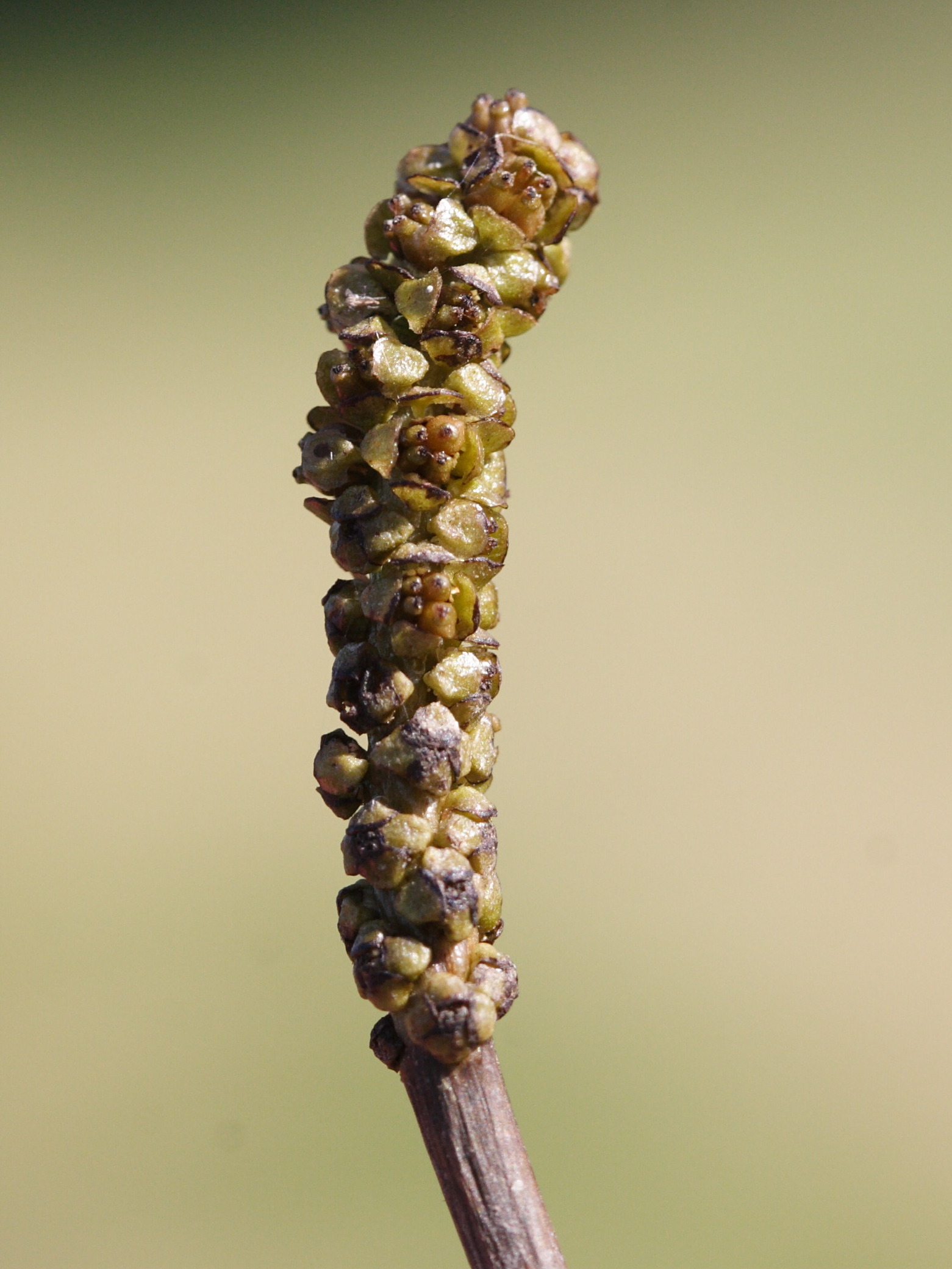 potamogeton_nodosus5md