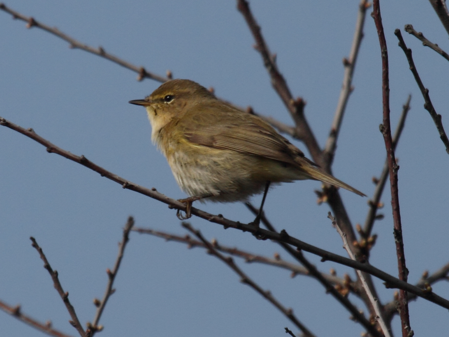 Afficher le média pouillot_veloce_-_phylloscopus_collybita4bd pouillot_veloce_-_phylloscopus_collybita4bd