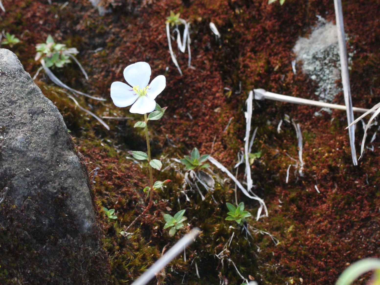 pterolepis_glomerata3md