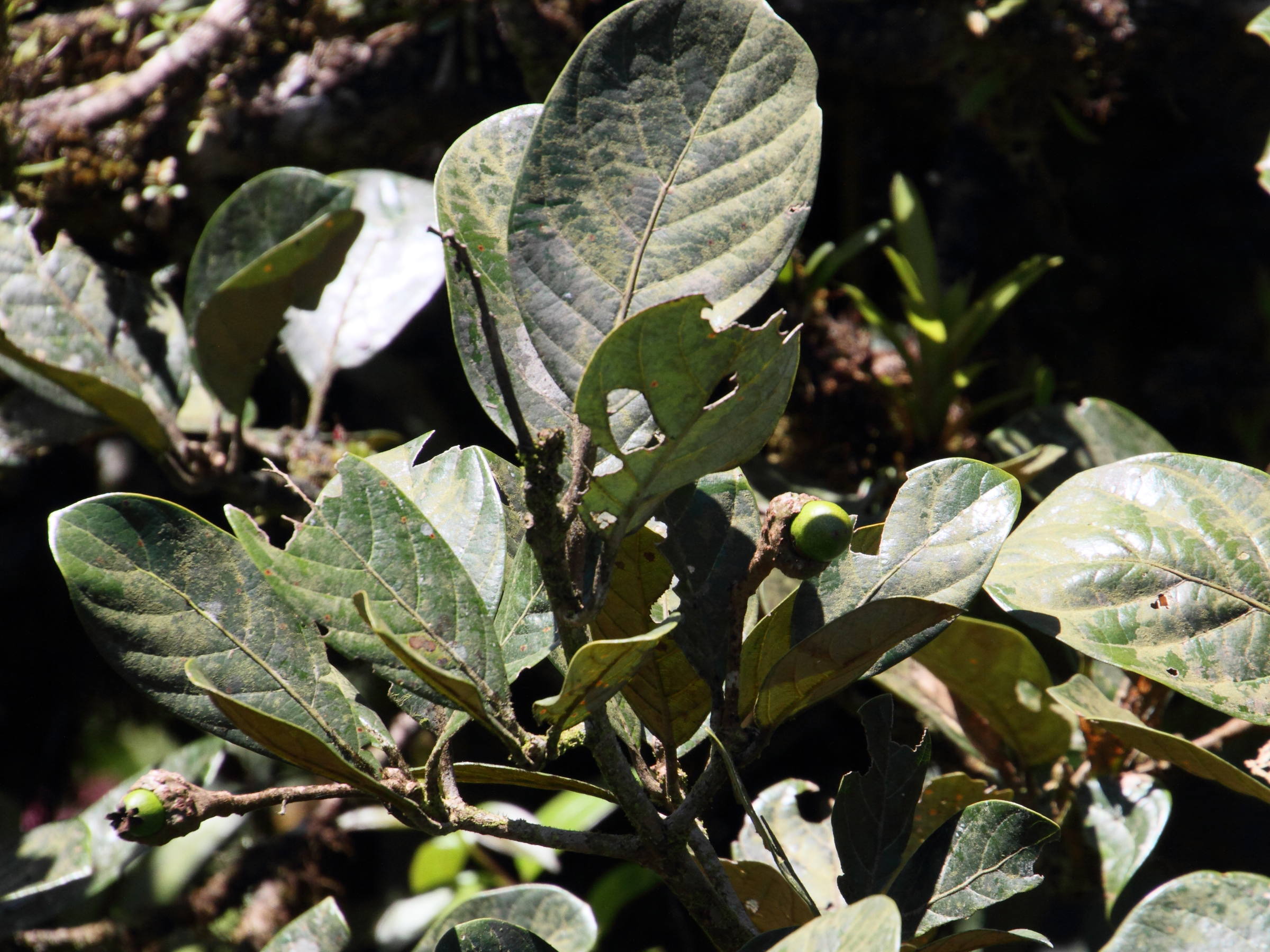 quercus_bumelioides2md