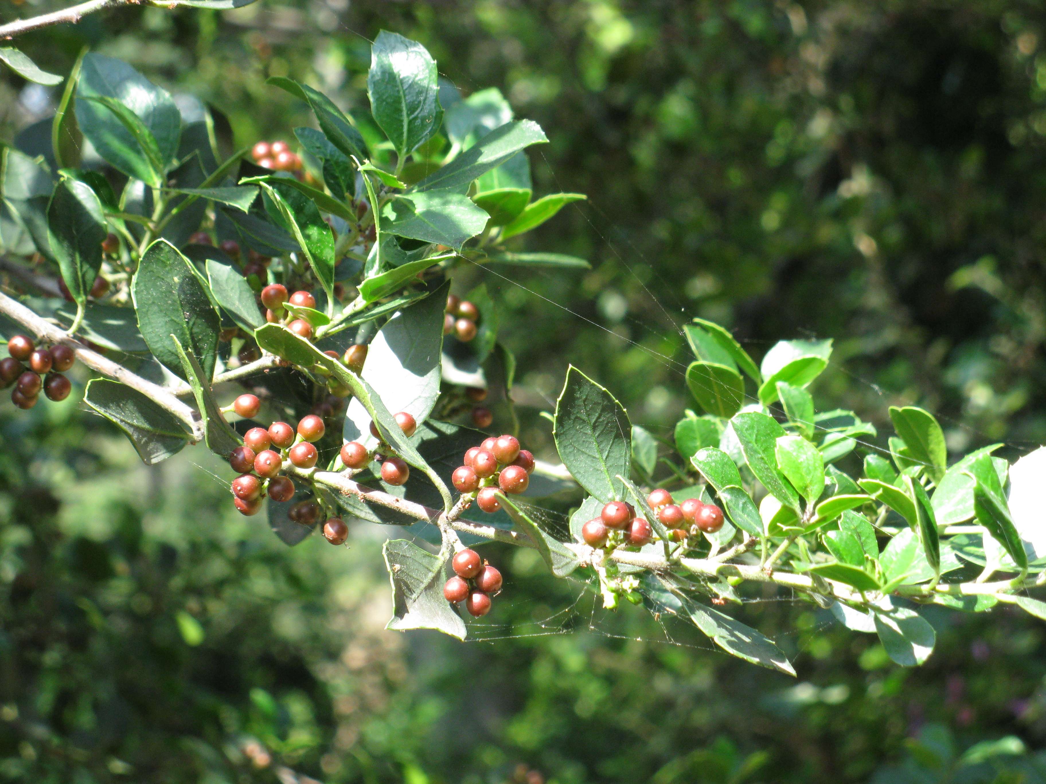 rhamnus_alaternus2mv