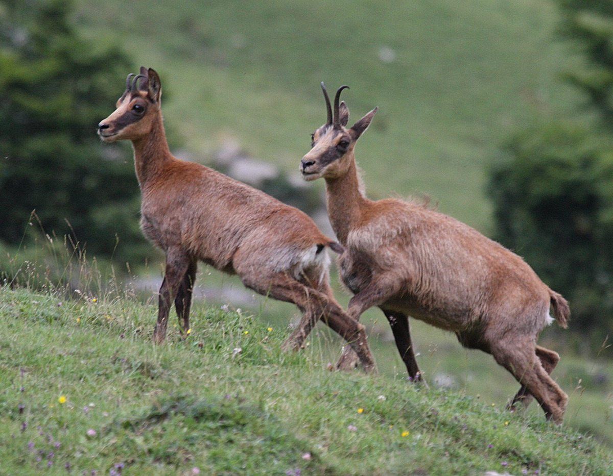 rupicapra_pyrenaica2bd