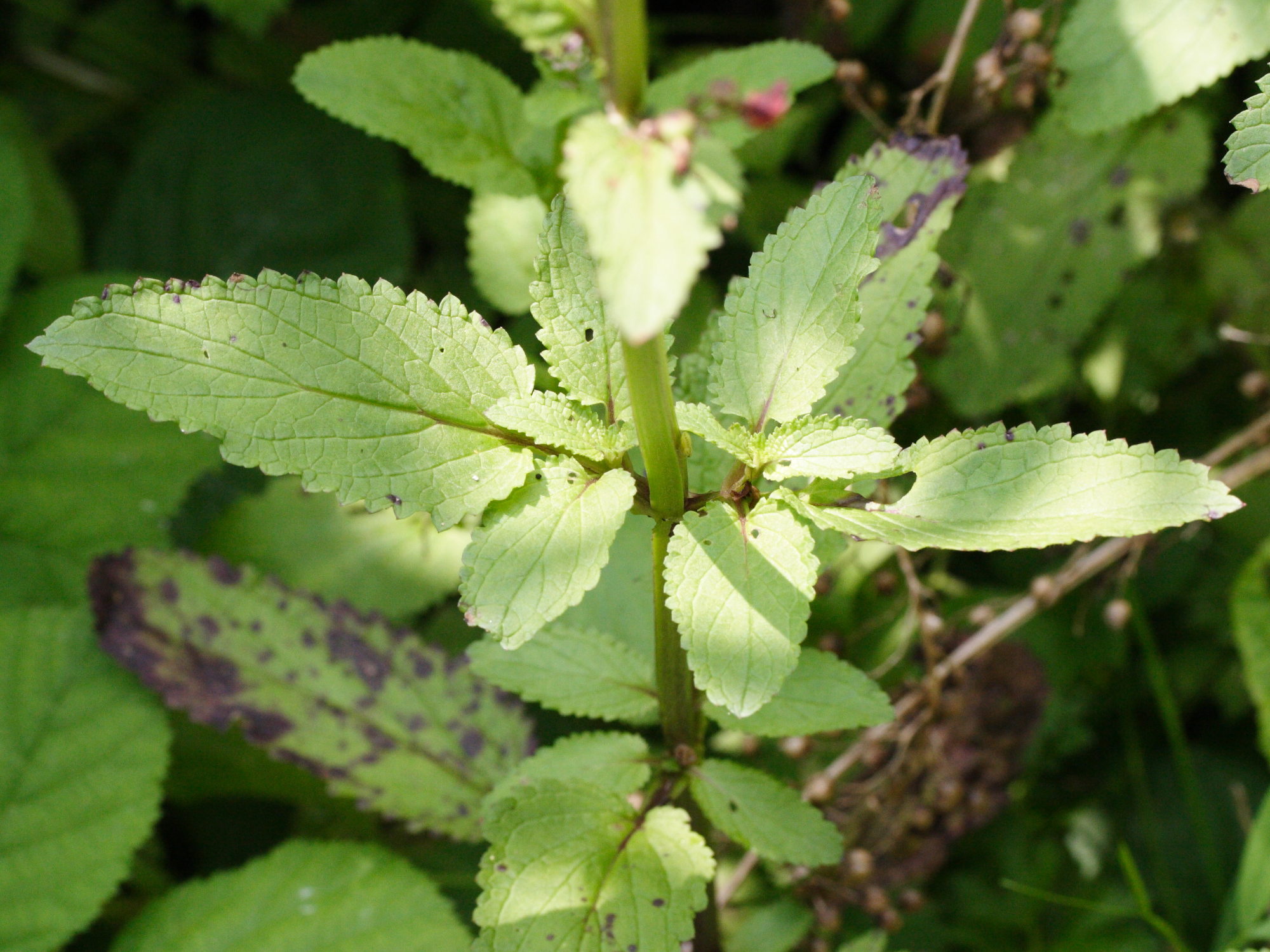 scrophularia_auriculata4md