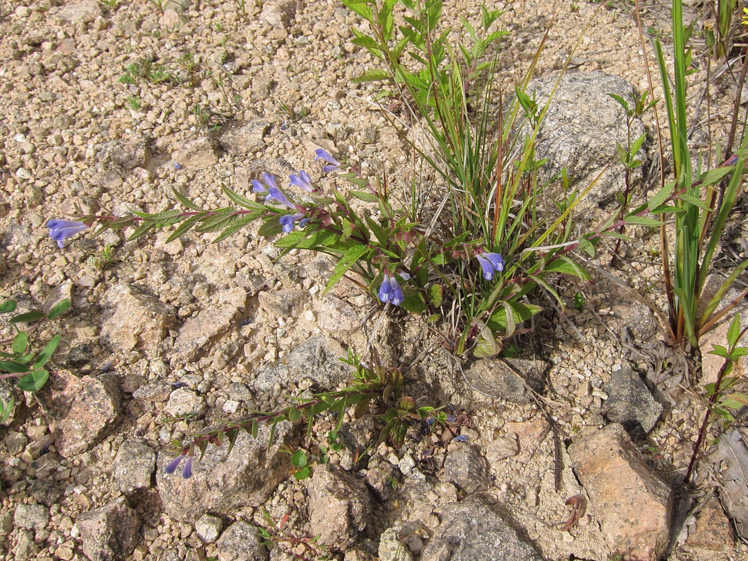 scutellaria_galericulata5bd