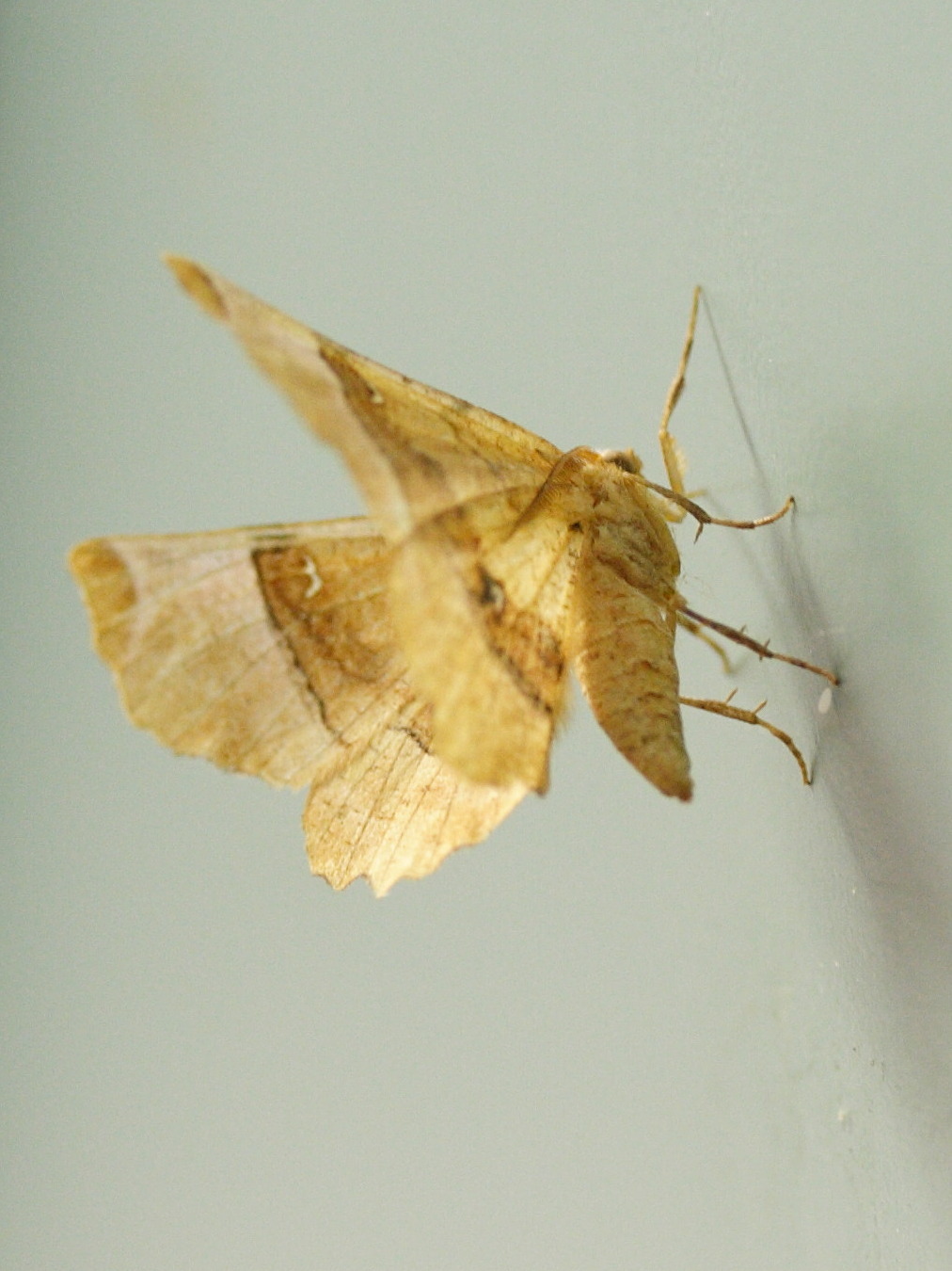 selenia_lunaria2md