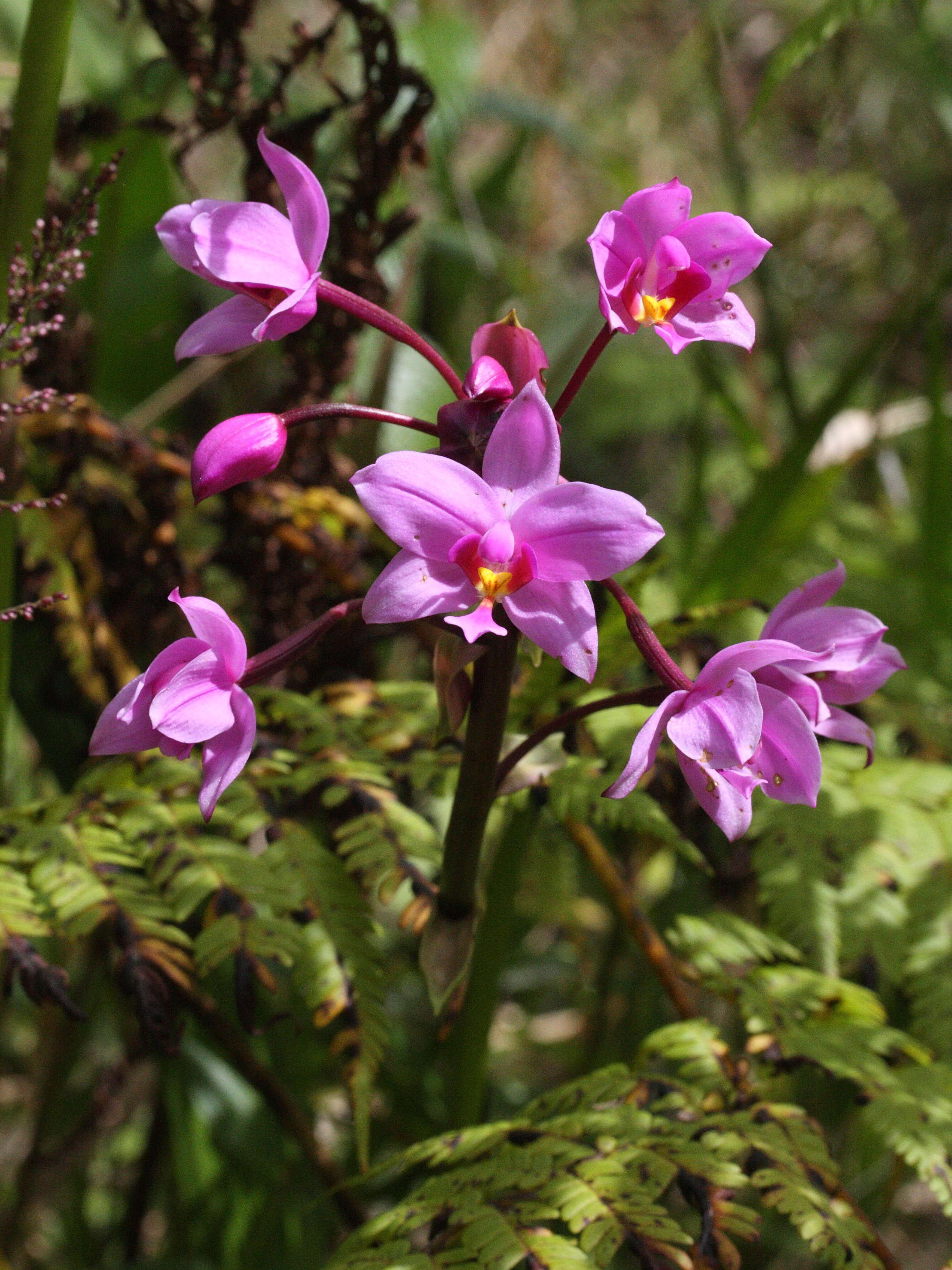 Afficher le média spathoglottis_plicata2md spathoglottis_plicata2md