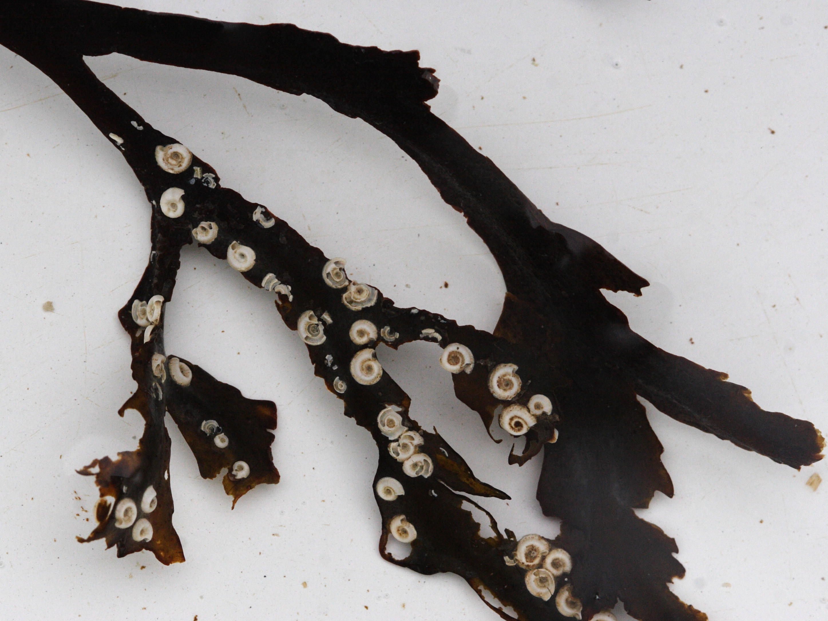 spirorbis_spirorbis1md