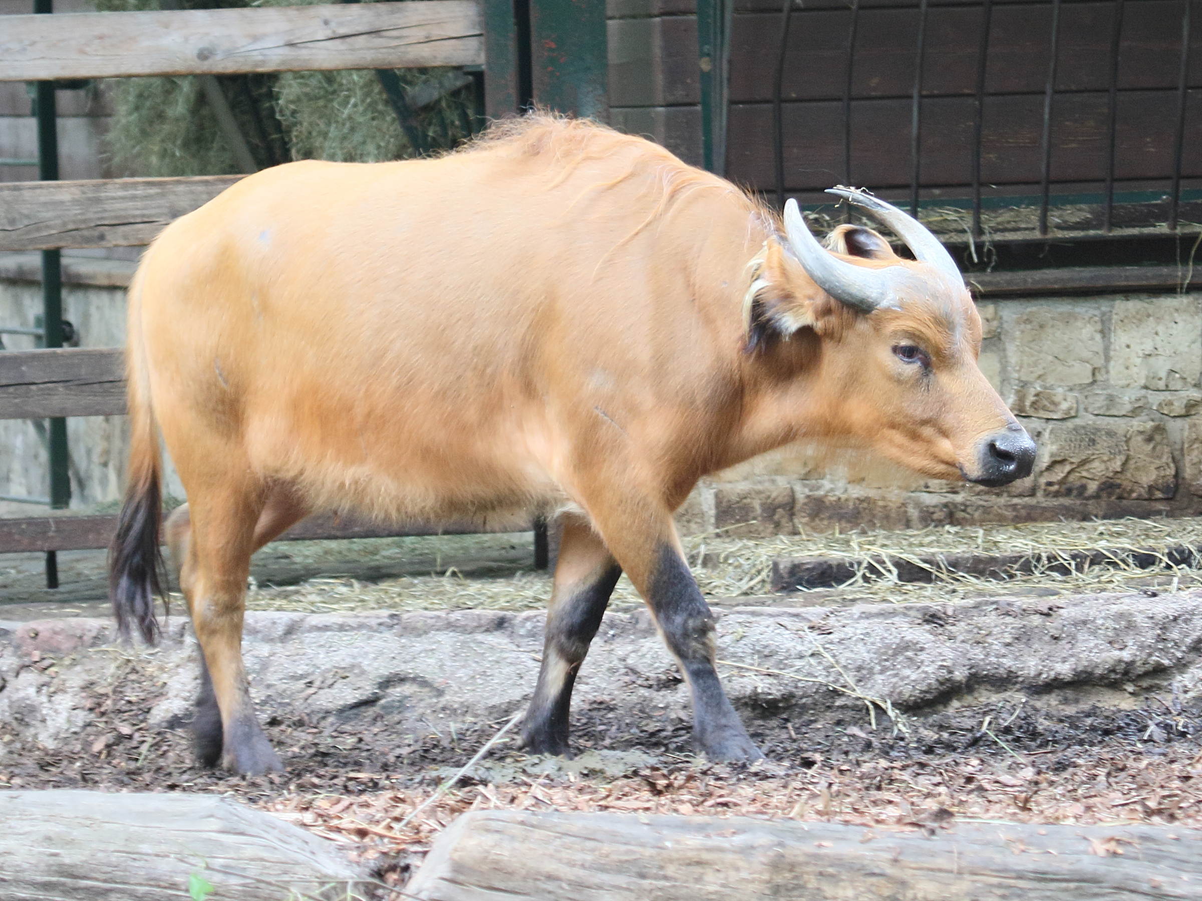 syncerus_caffer_nanus3bd