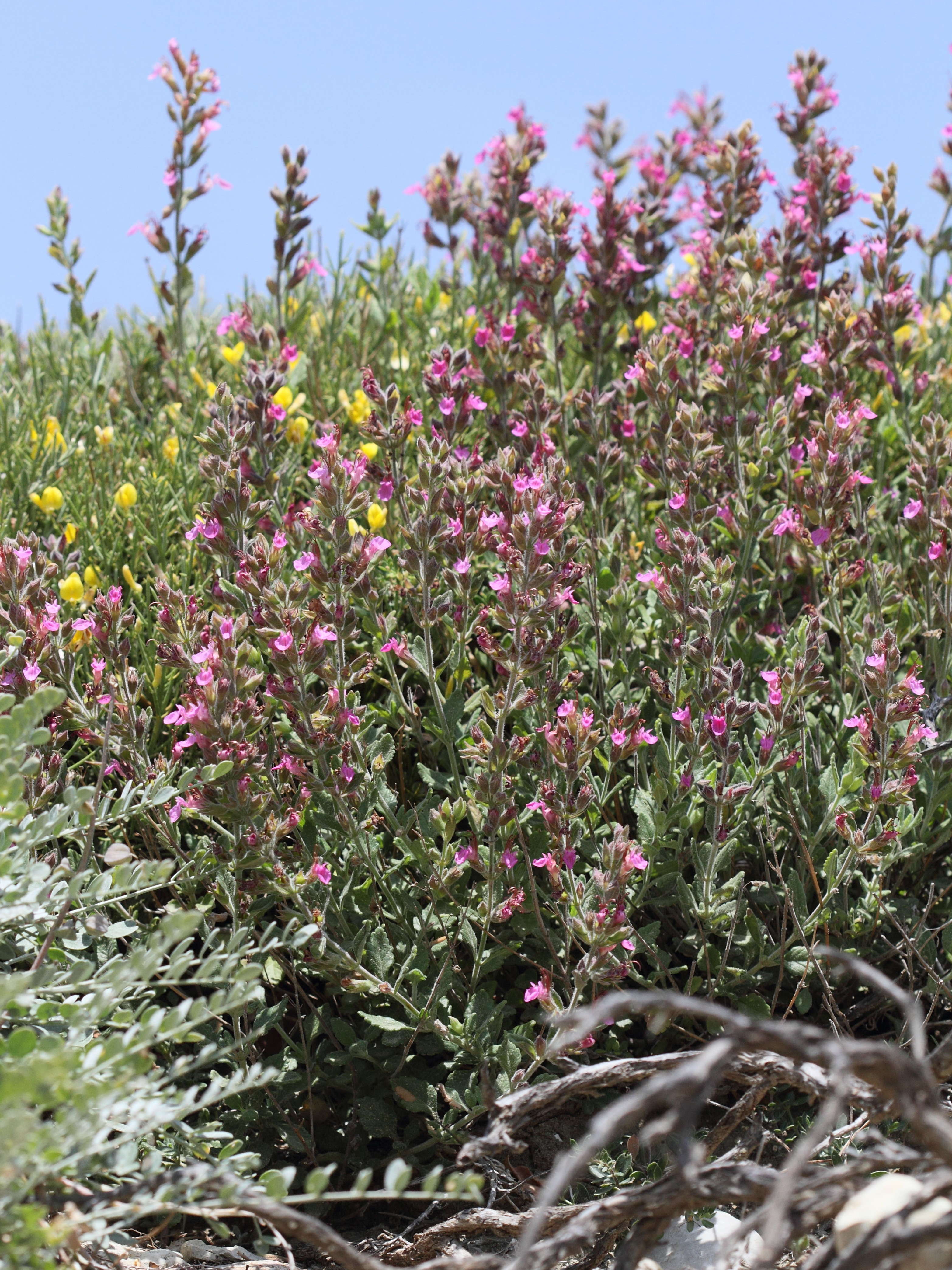 Afficher le média teucrium_divaricatum1bd teucrium_divaricatum1bd