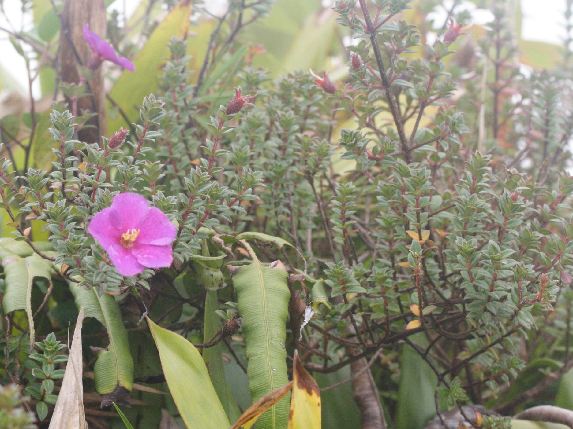 Afficher le média tibouchina_chamaecistus3md tibouchina_chamaecistus3md