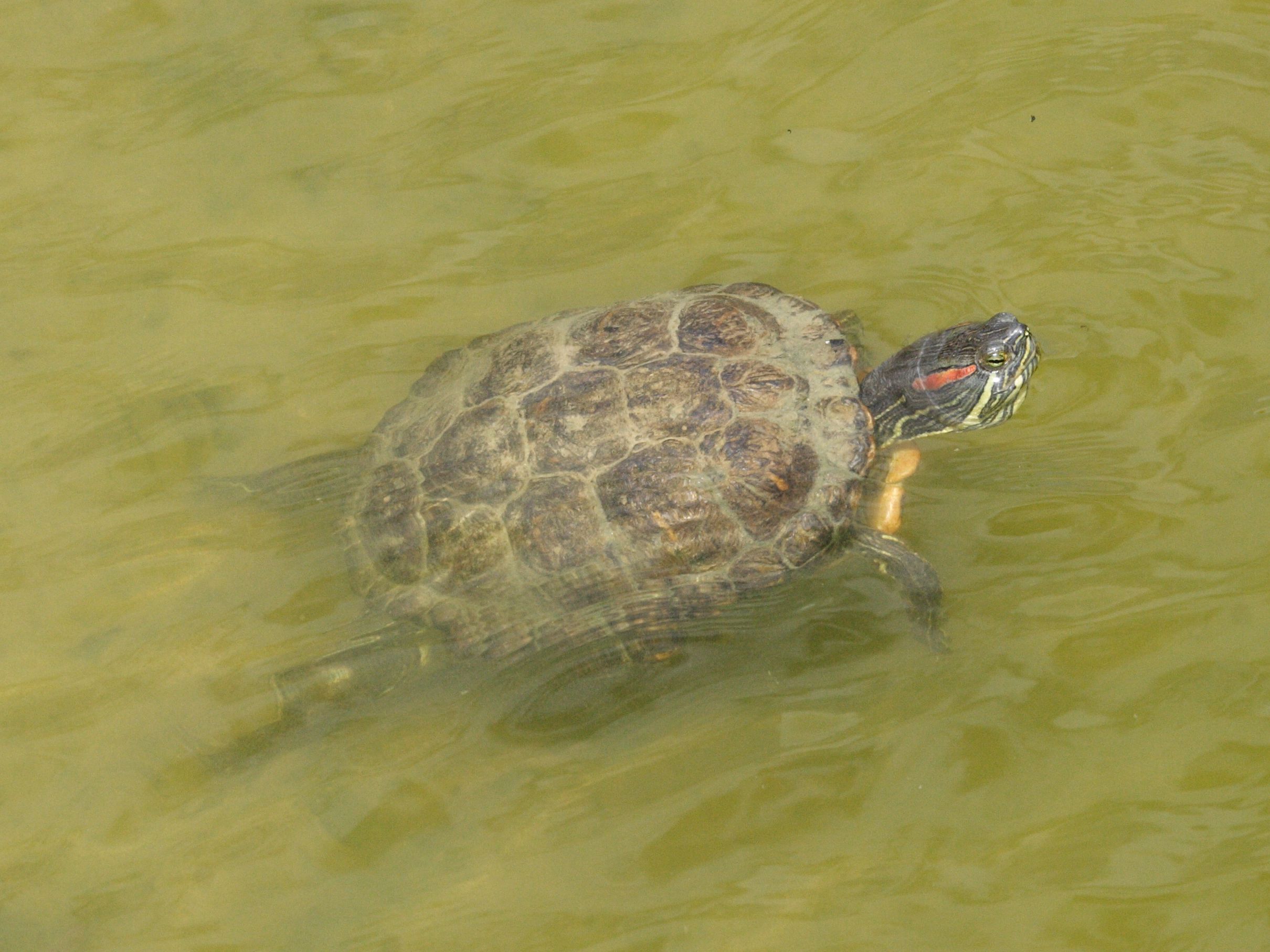 trachemys_scripta_elegans2md