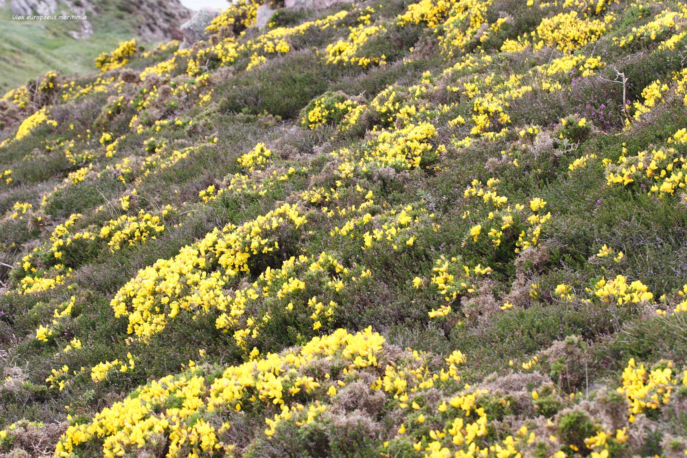 ulex_europaeus_maritimus1md