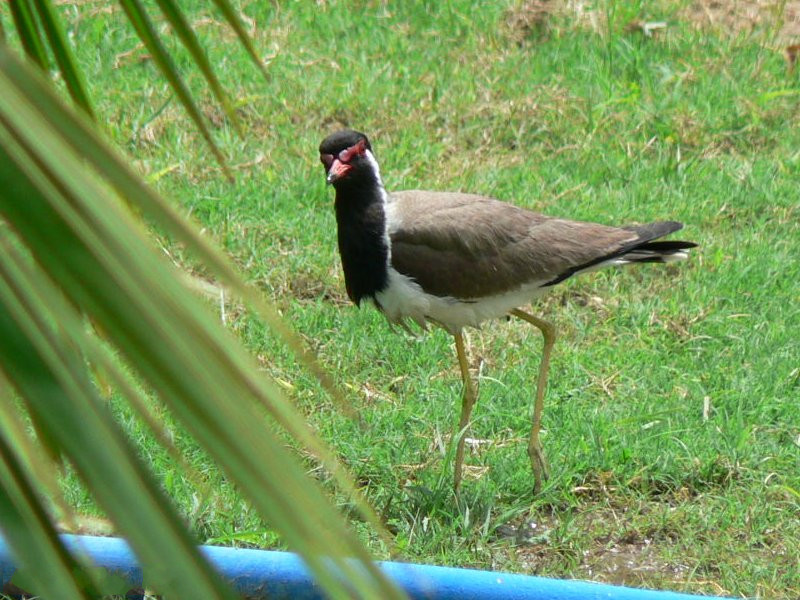 vanneau_indien_-_vanellus_indicus1gc