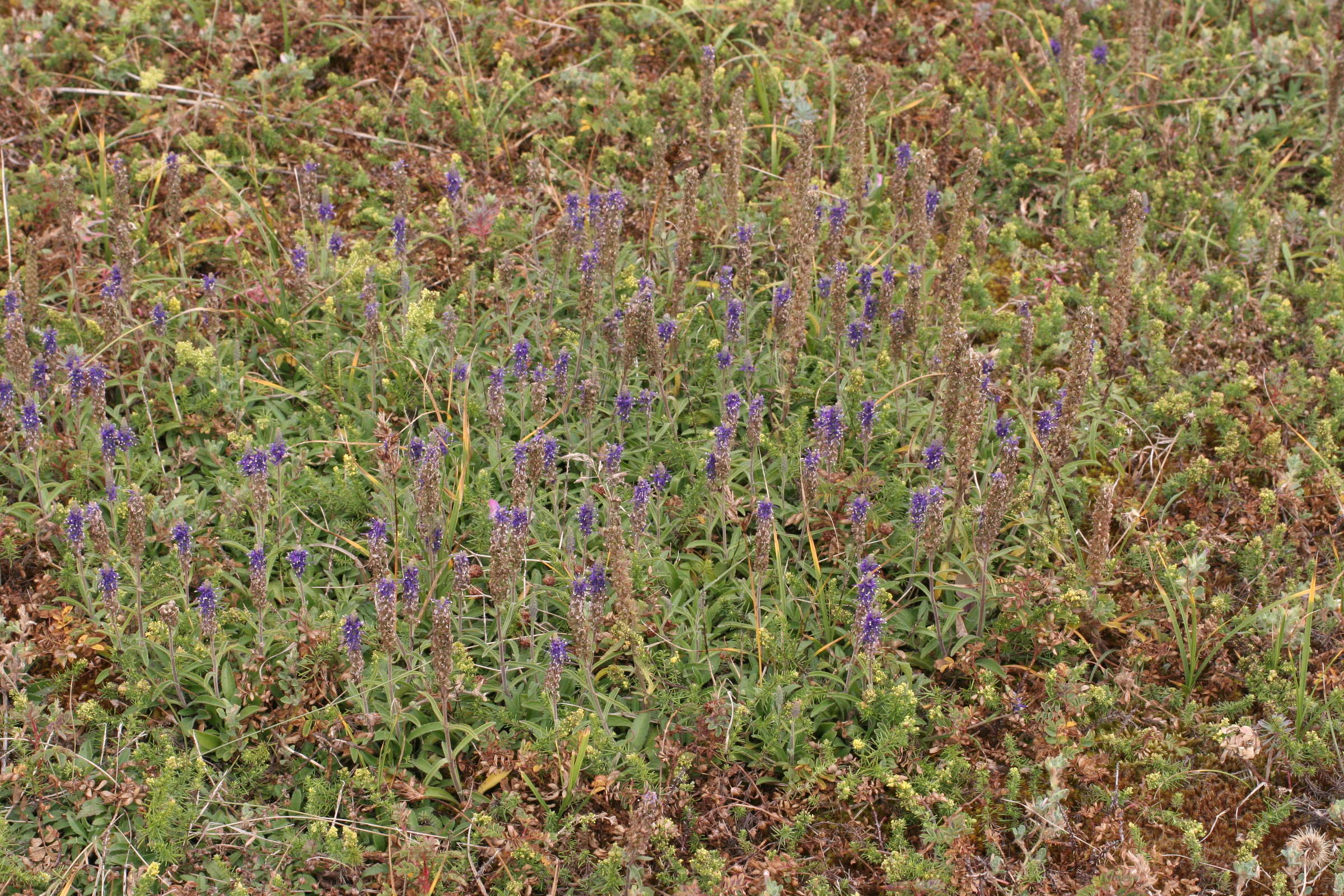 veronica_spicata7md