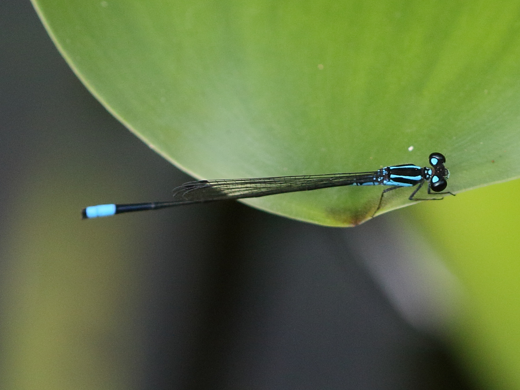 acanthagrion_trilobatum2bd