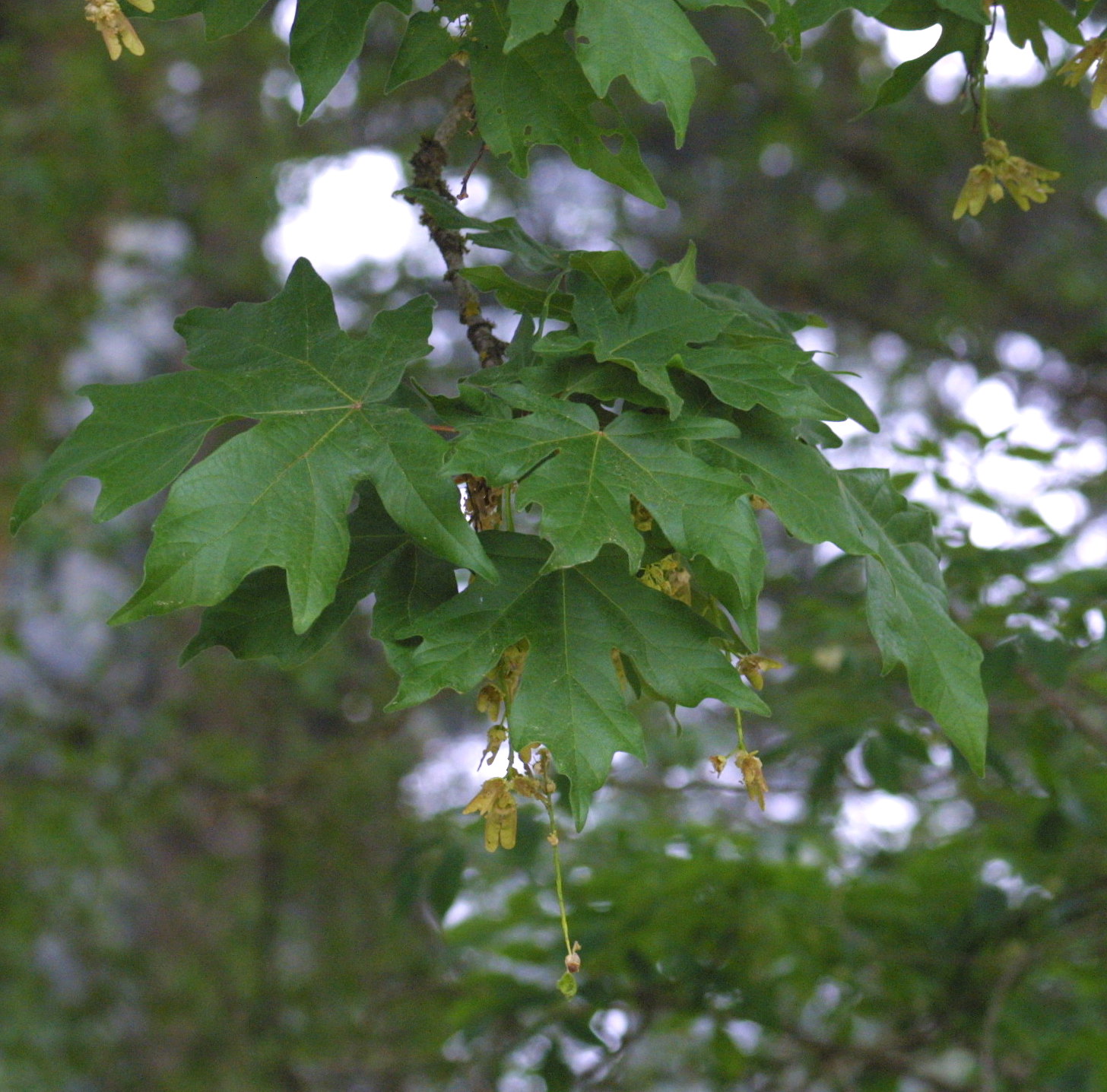 acer_macrophyllum2md
