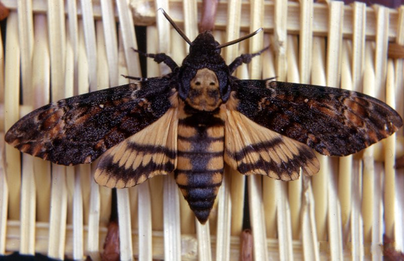 acherontia_atropos1mcf