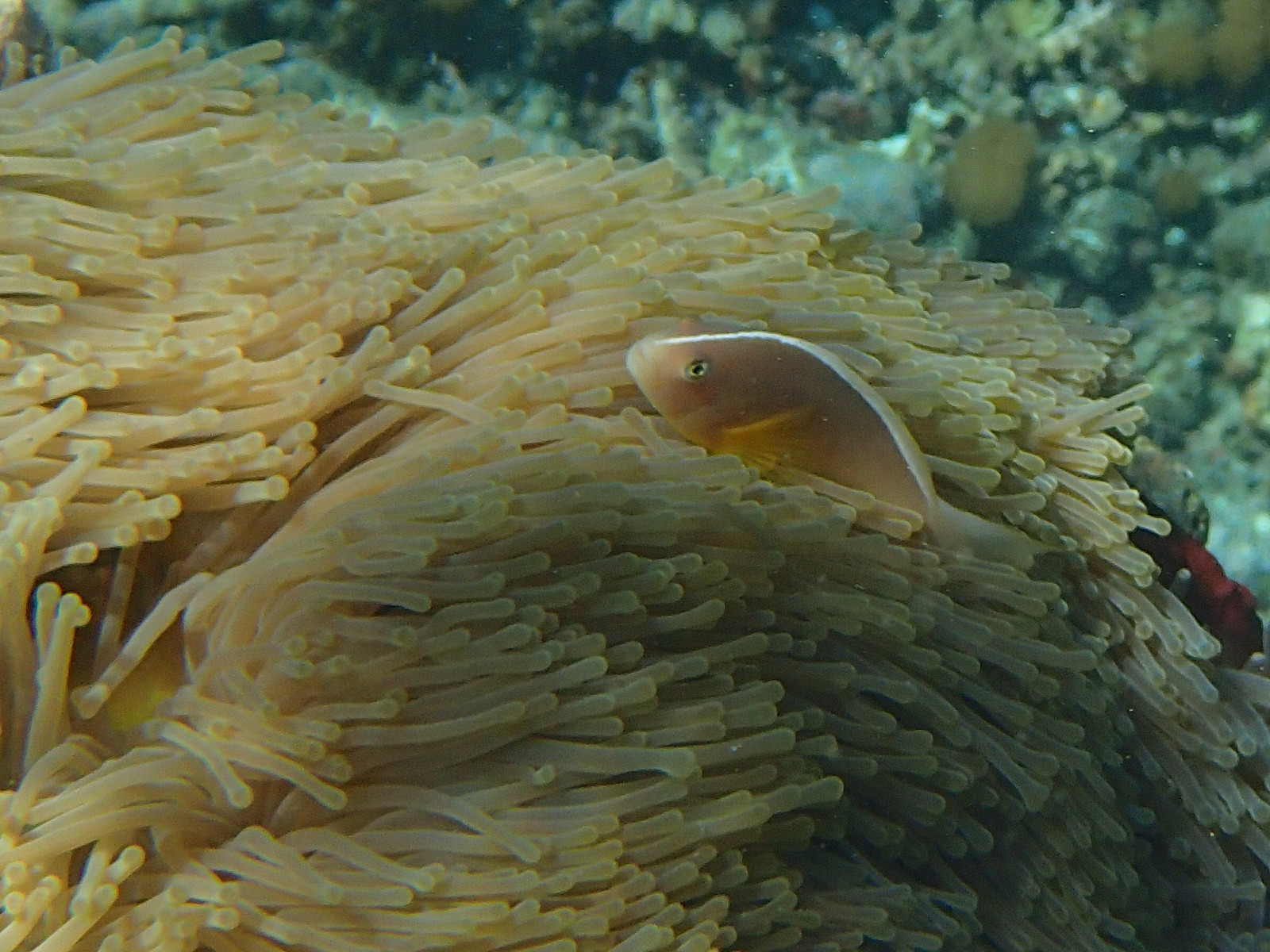 amphiprion_akallopisos2bd