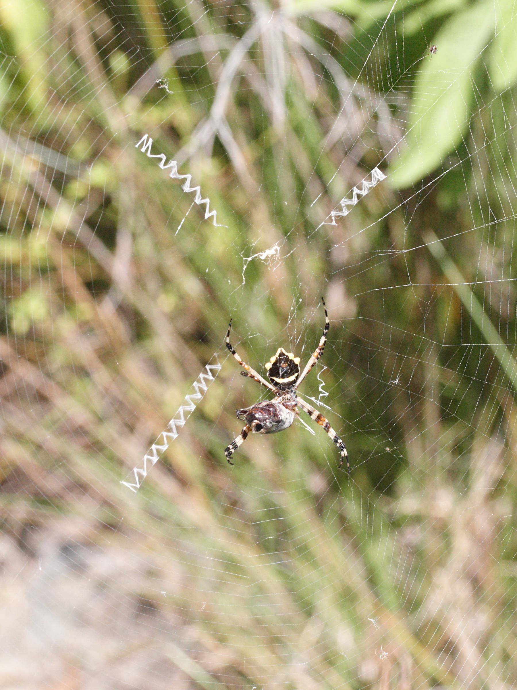 argiope_argentata4md