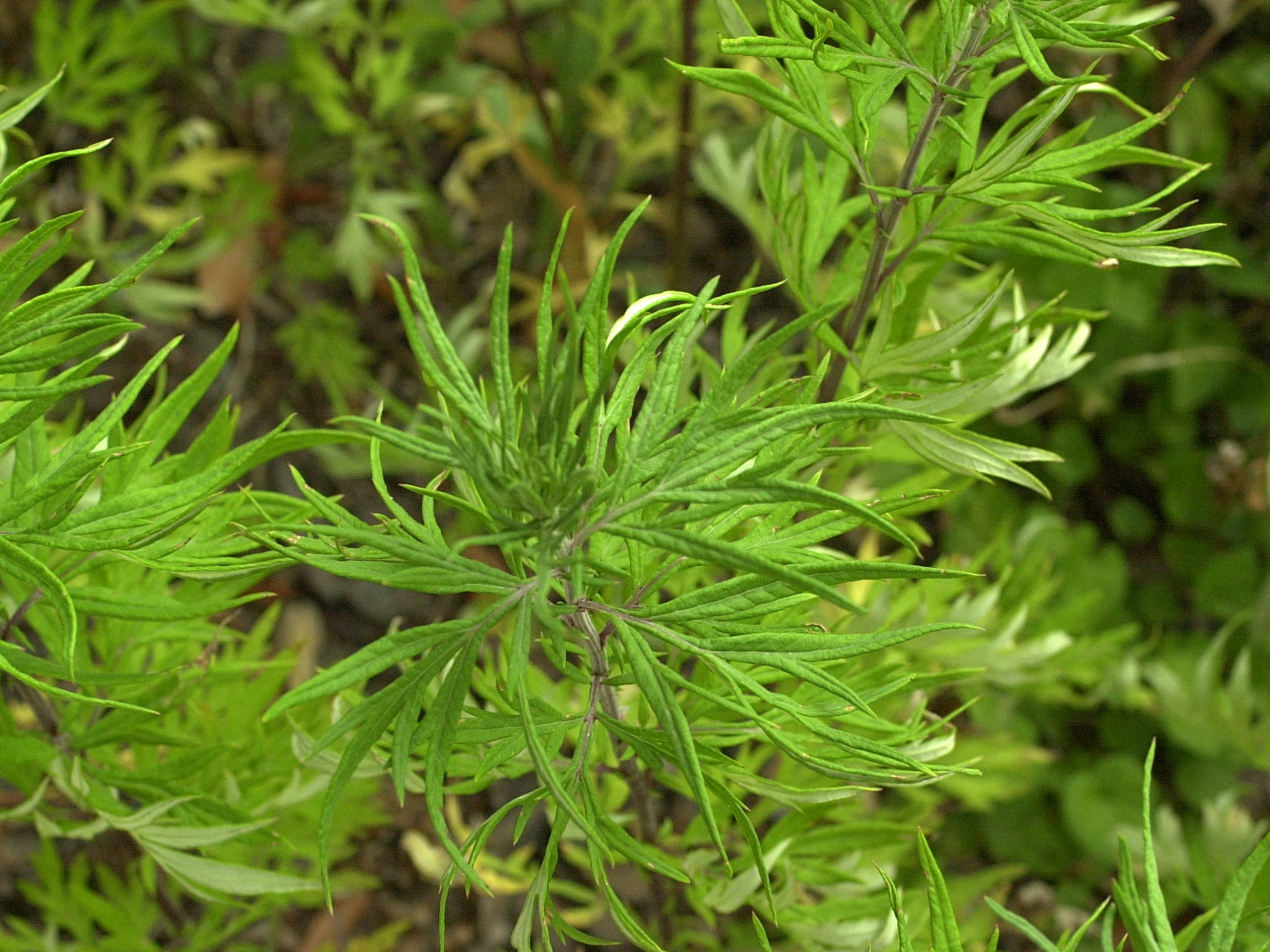 artemisia_verlotiorum2md