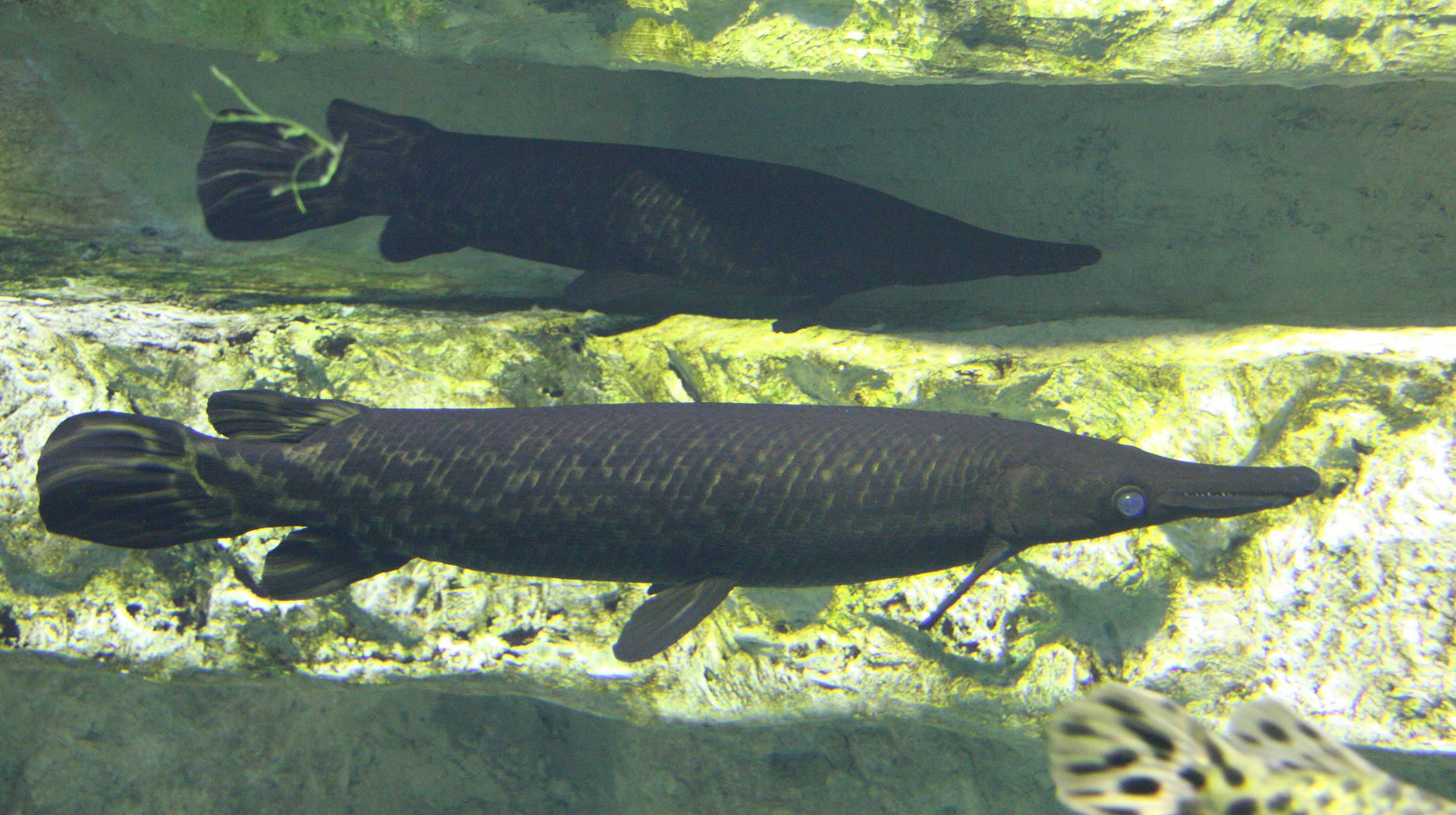 Afficher le média atractosteus_spatula1sd atractosteus_spatula1sd