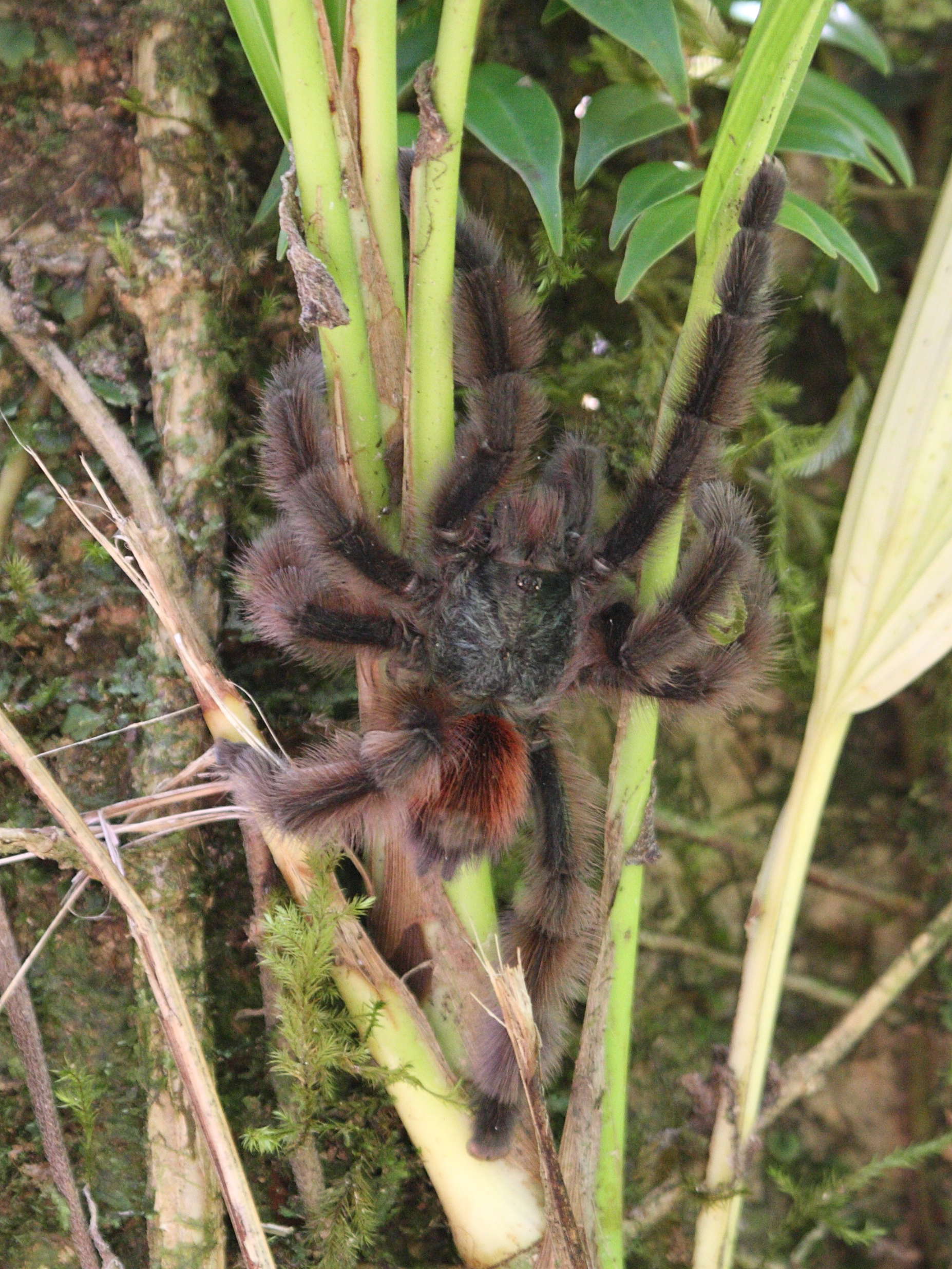 avicularia_versicolor5bd