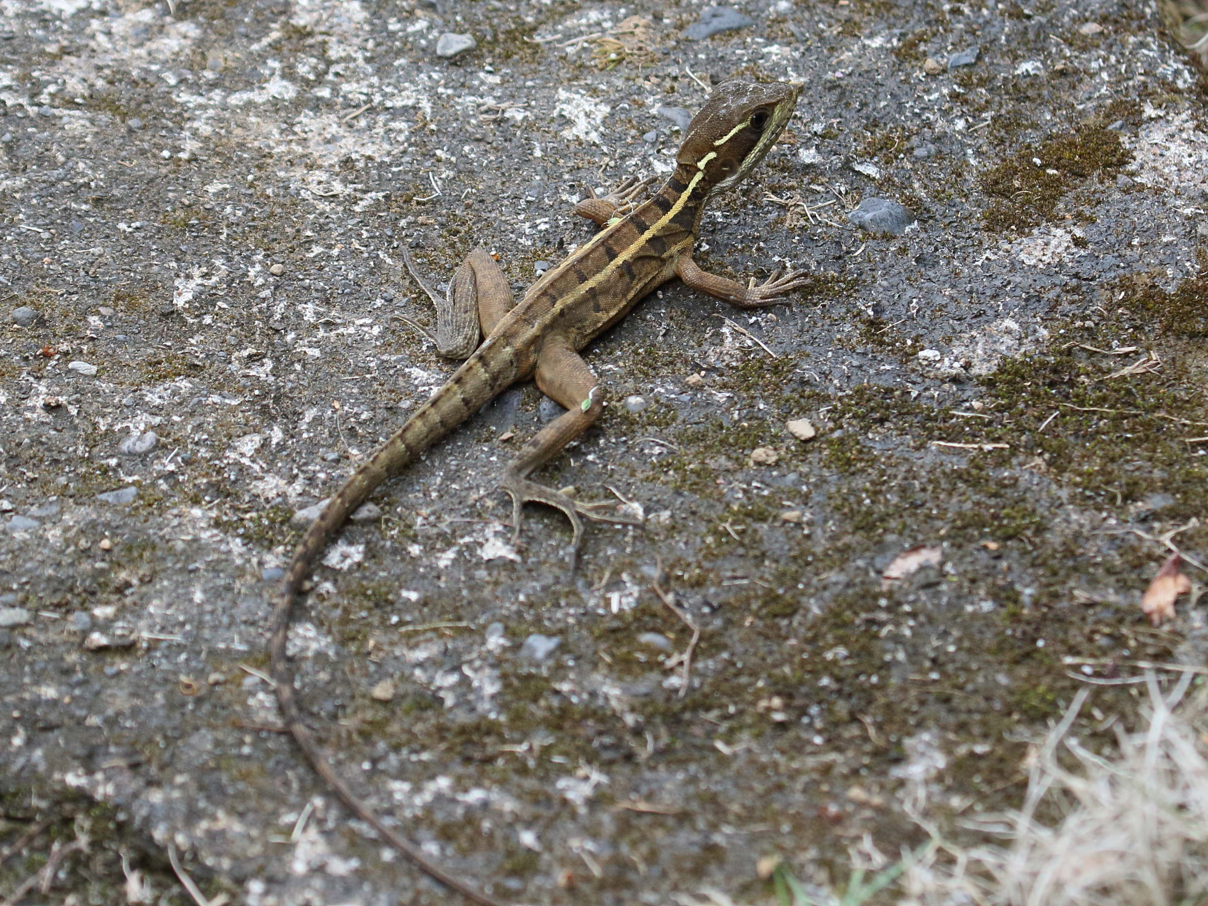 basiliscus_vittatus1bd