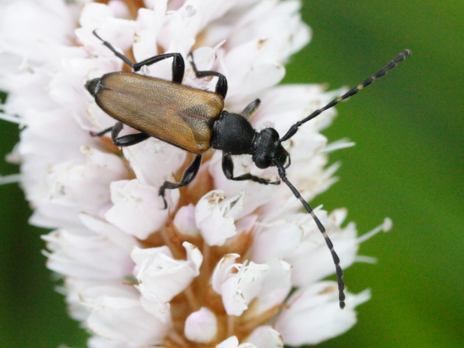brachyleptura_maculicornis2md
