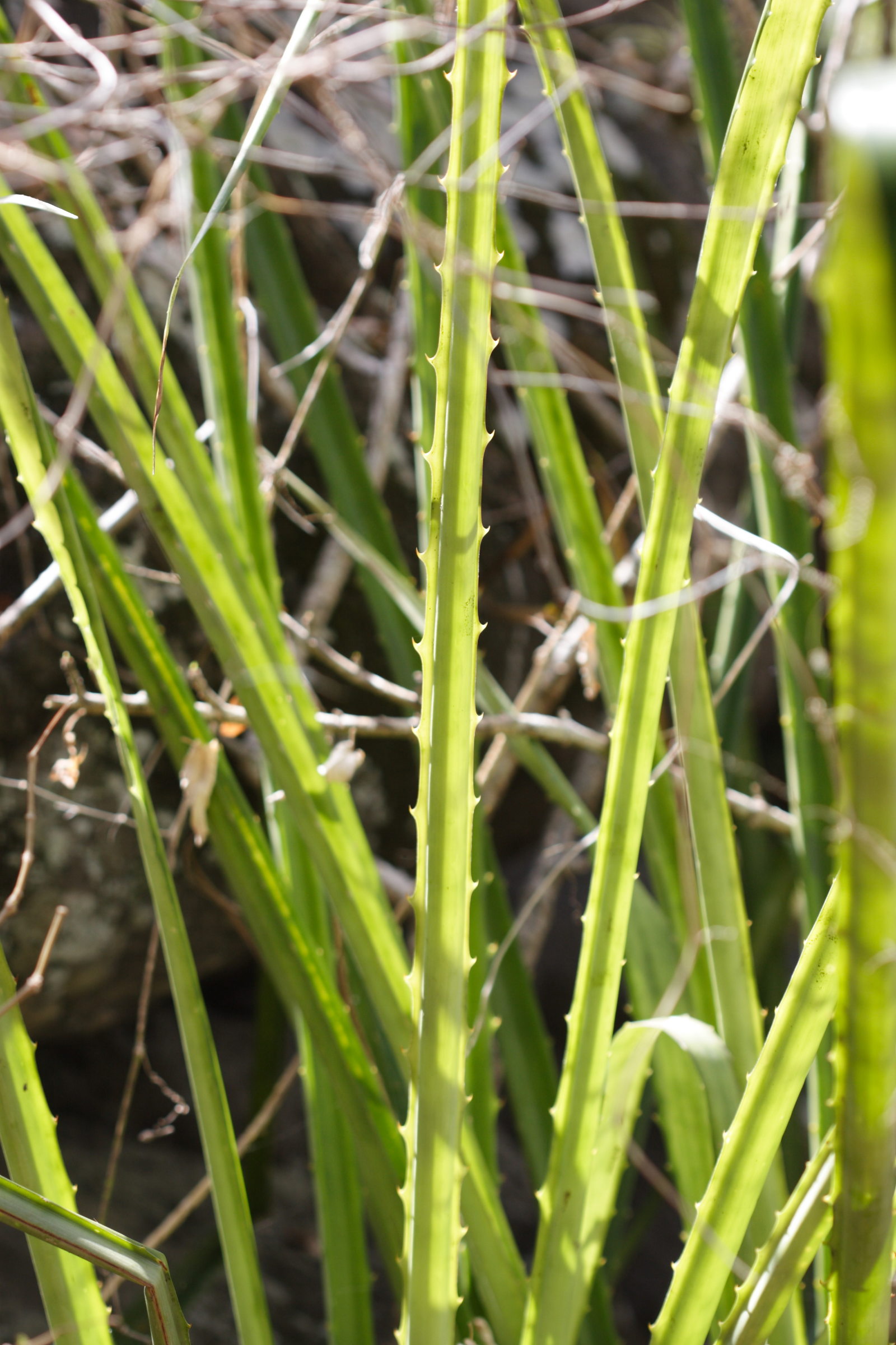 bromelia_plumieri2md