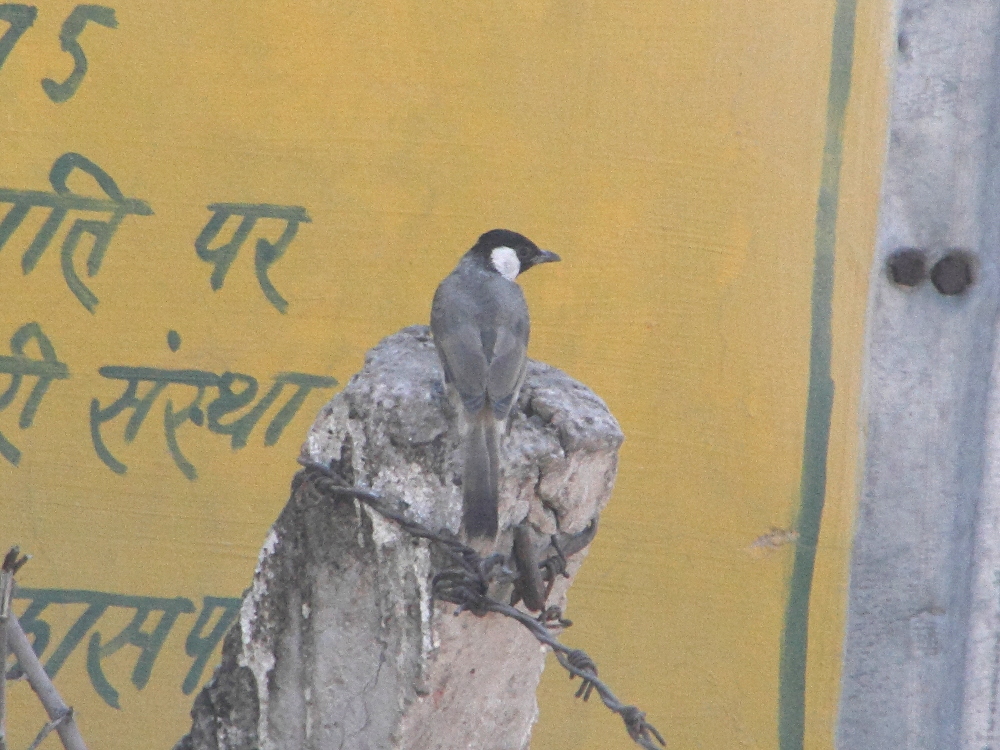 bulbul_a_joues_blanches_-_pycnonotus_leucotis2bd