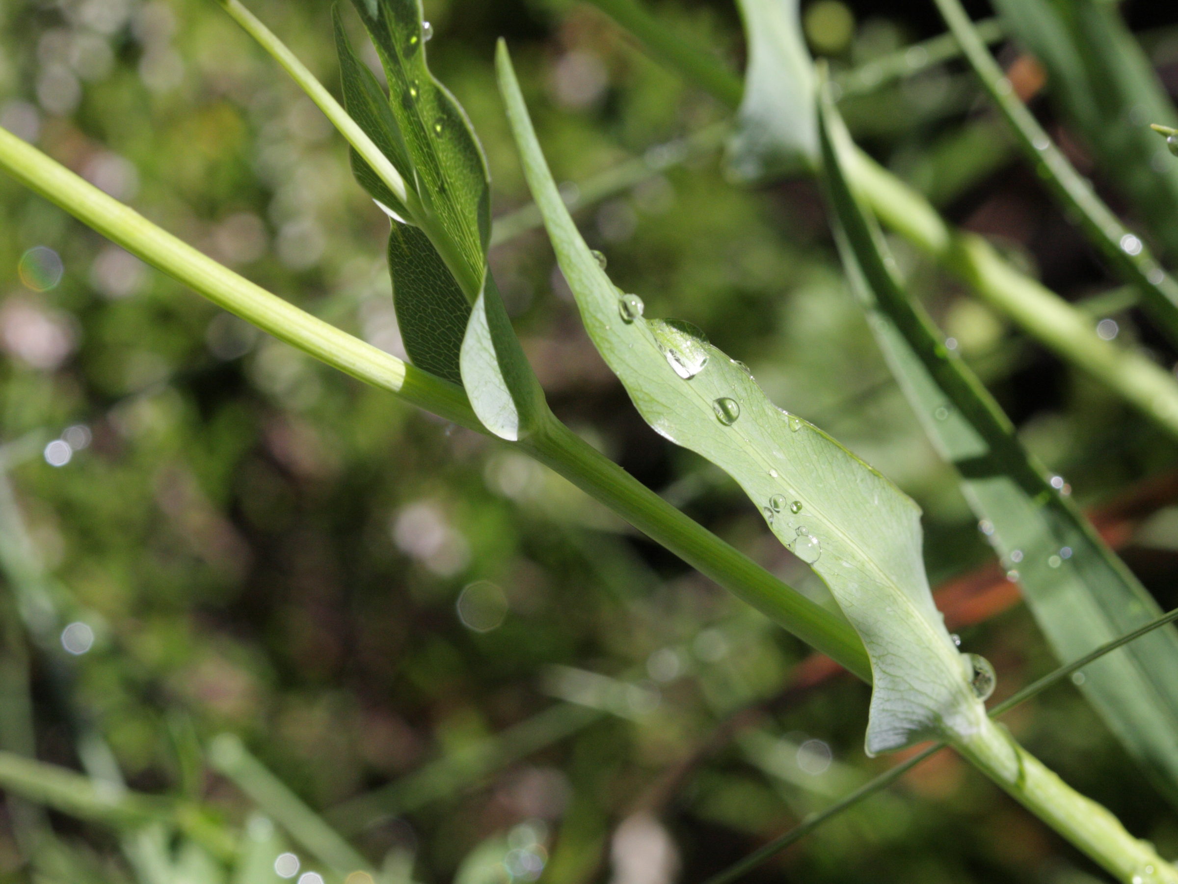 bupleurum_angulosum3bd