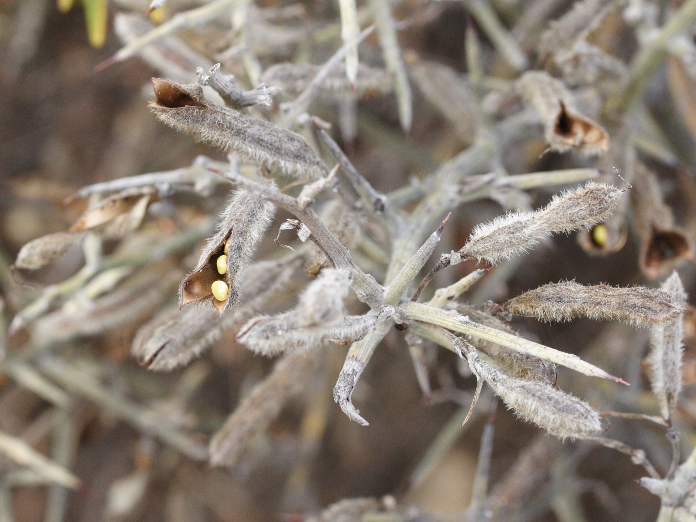 calicotome_villosa2md