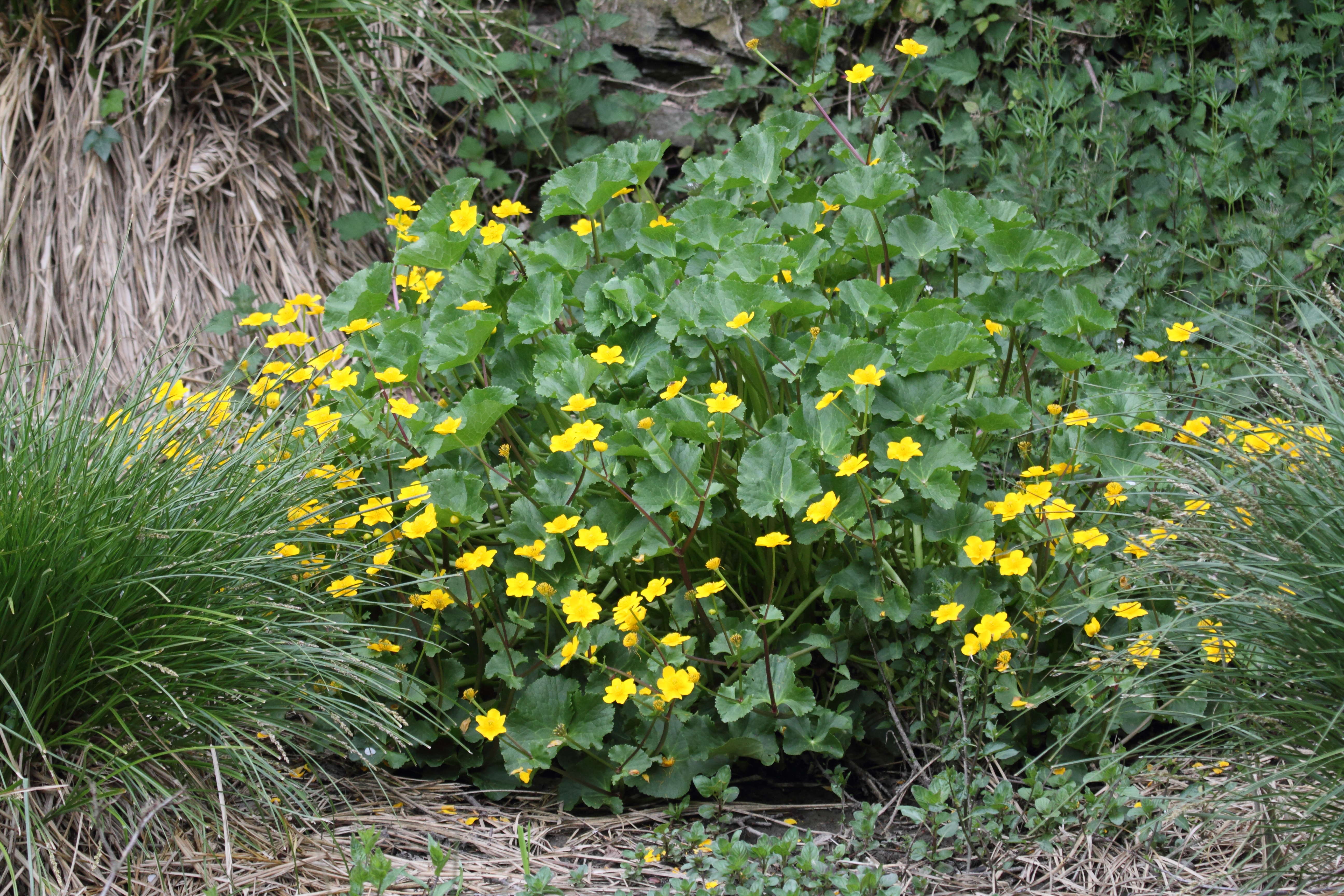 Afficher le média caltha_palustris1abd caltha_palustris1abd