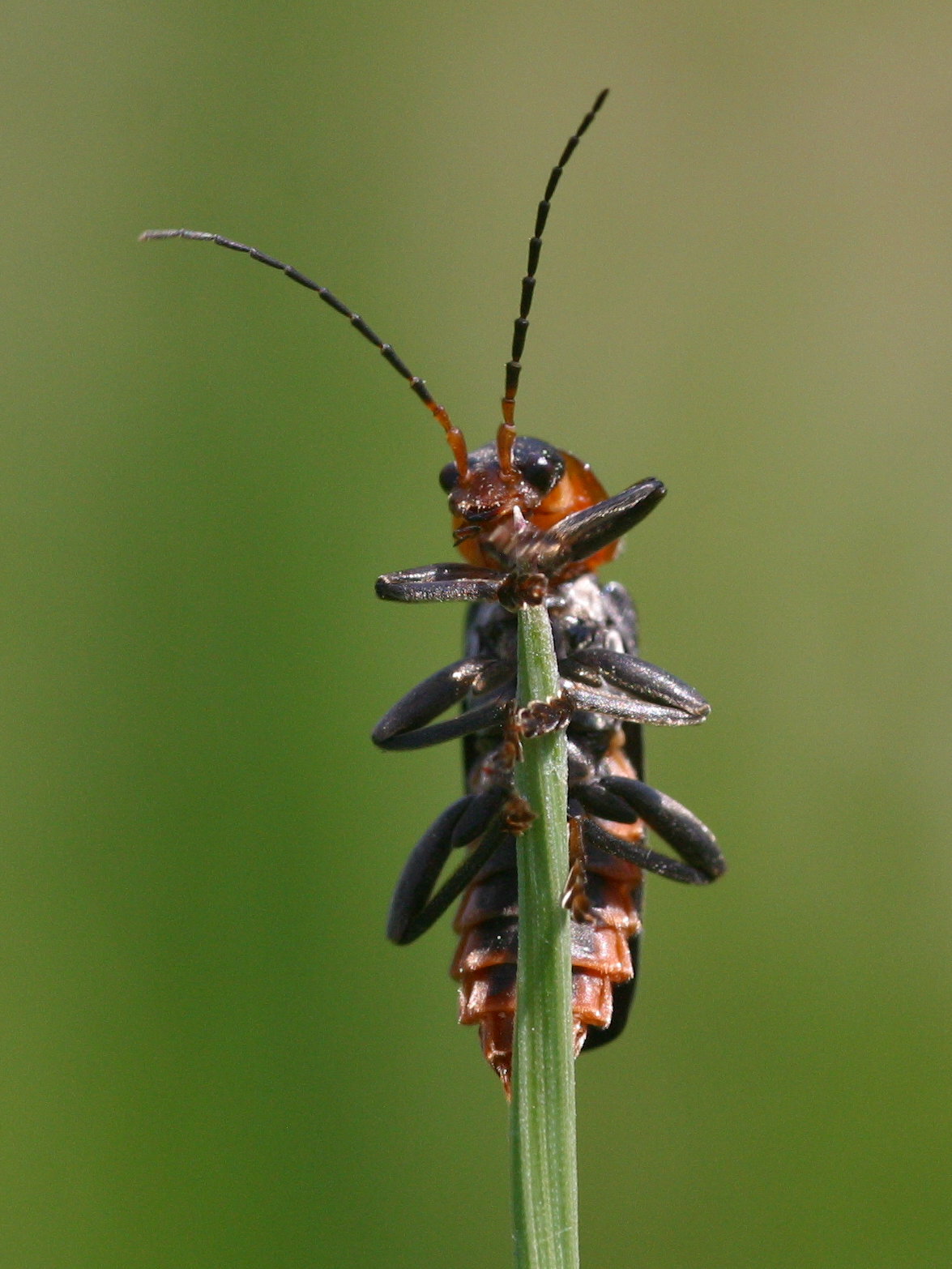 cantharis_fusca1md