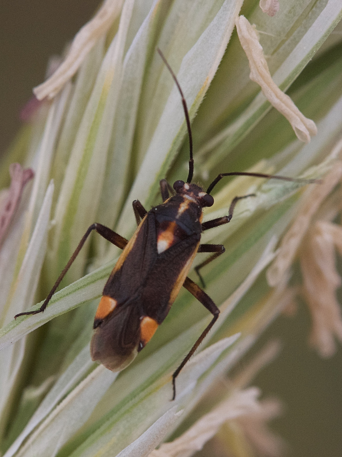 capsodes_sulcatus5md