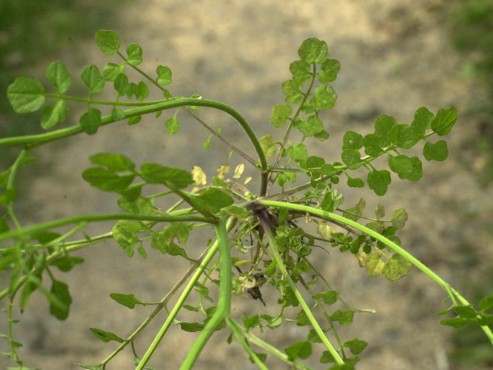 Afficher le média cardamine_flexuosa1md cardamine_flexuosa1md