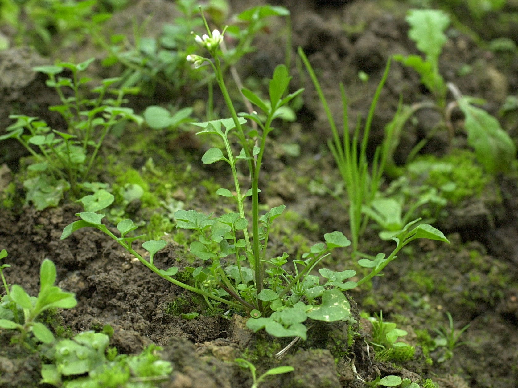 Afficher le média cardamine_hirsuta3md cardamine_hirsuta3md