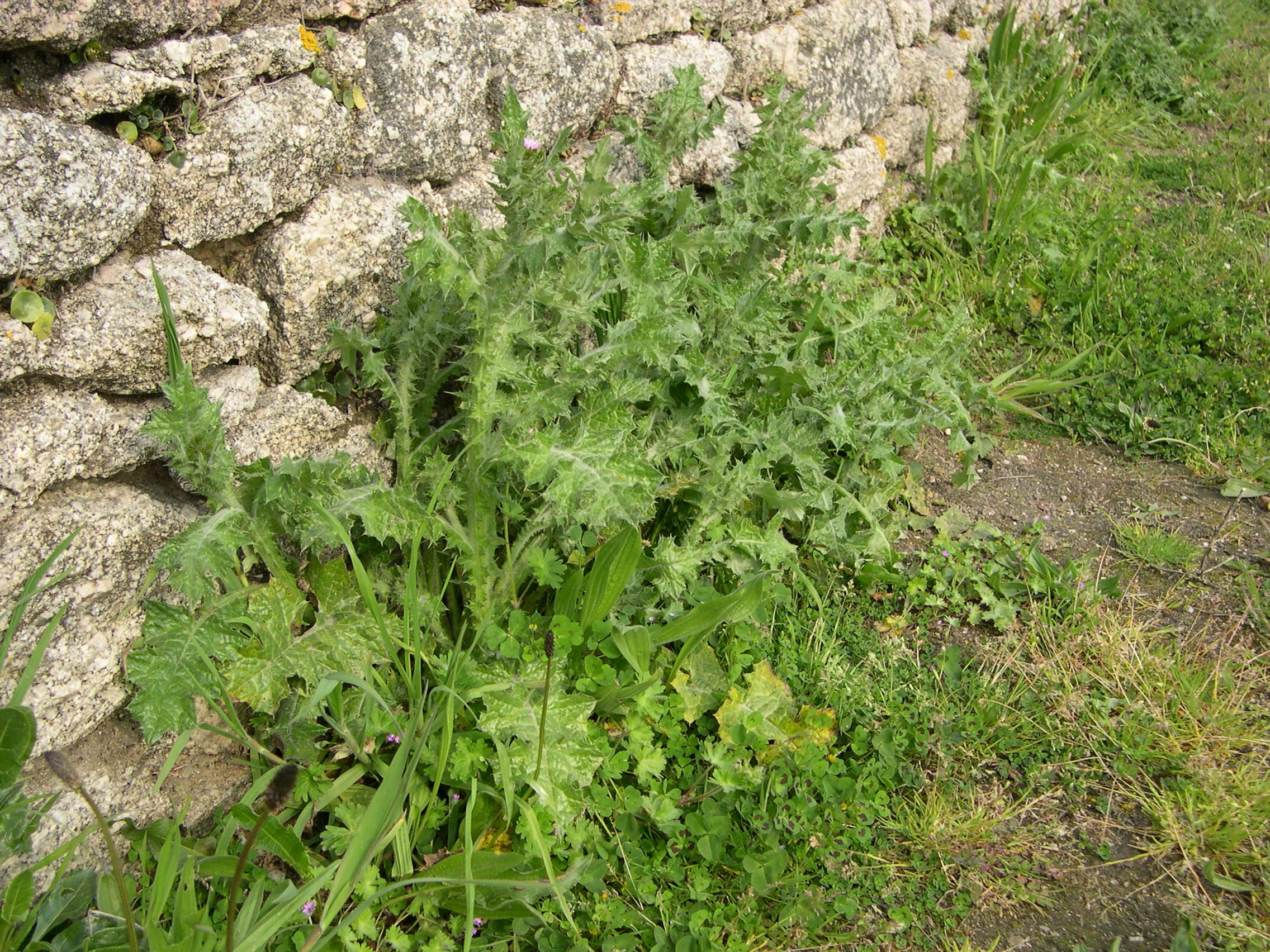 carduus_tenuiflorus1md