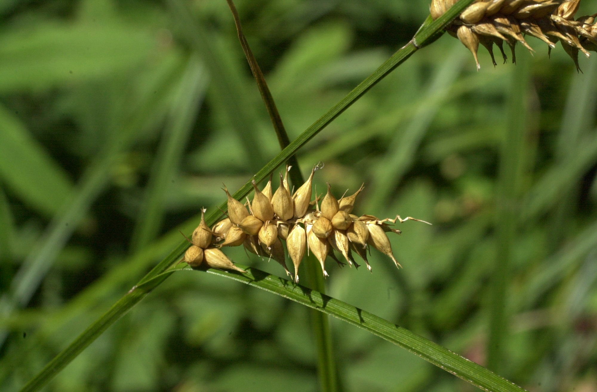 Afficher le média carex_vesicaria5md carex_vesicaria5md